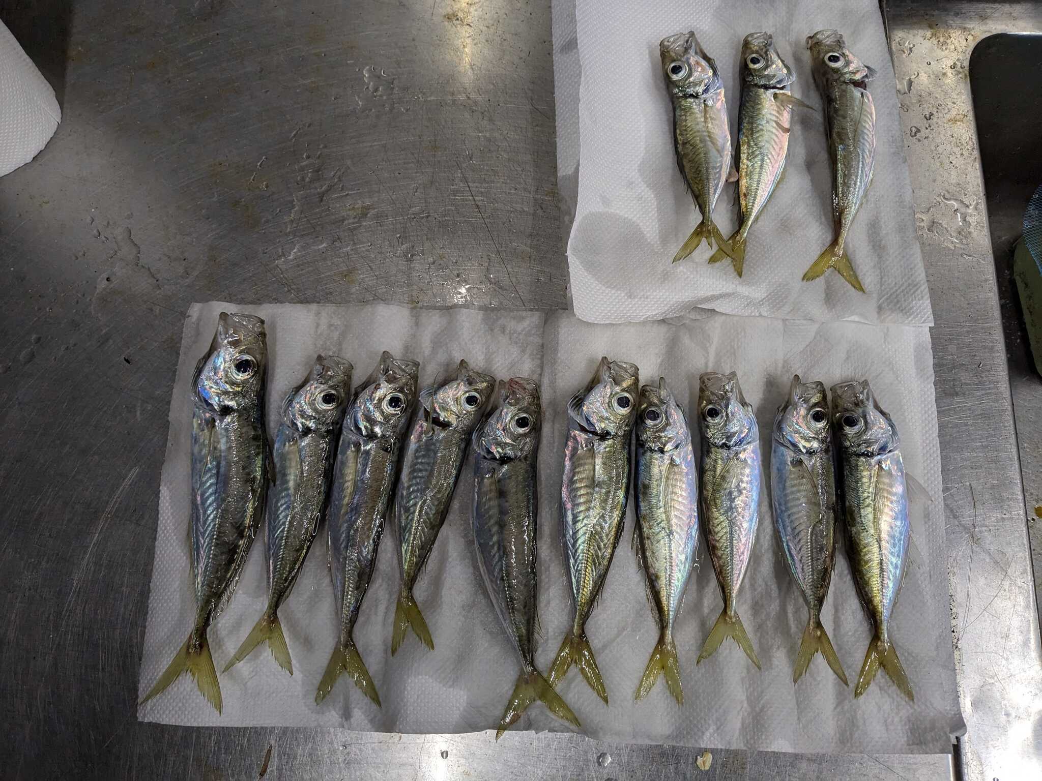 たくさん釣れました