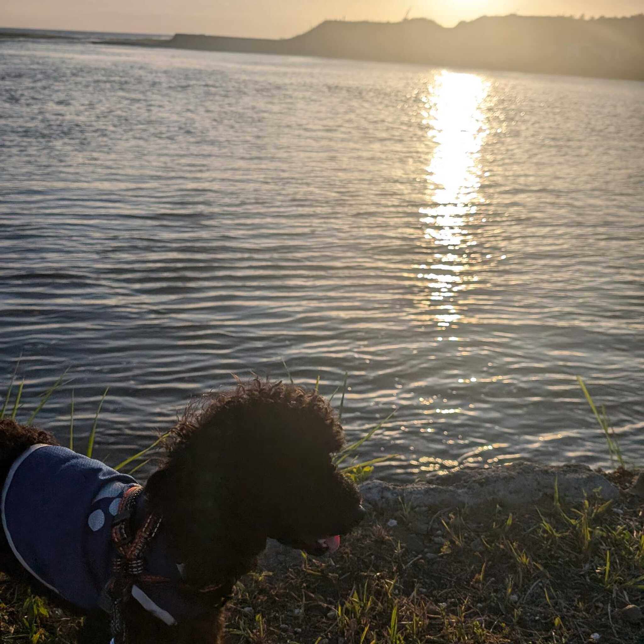 愛犬と夕陽。