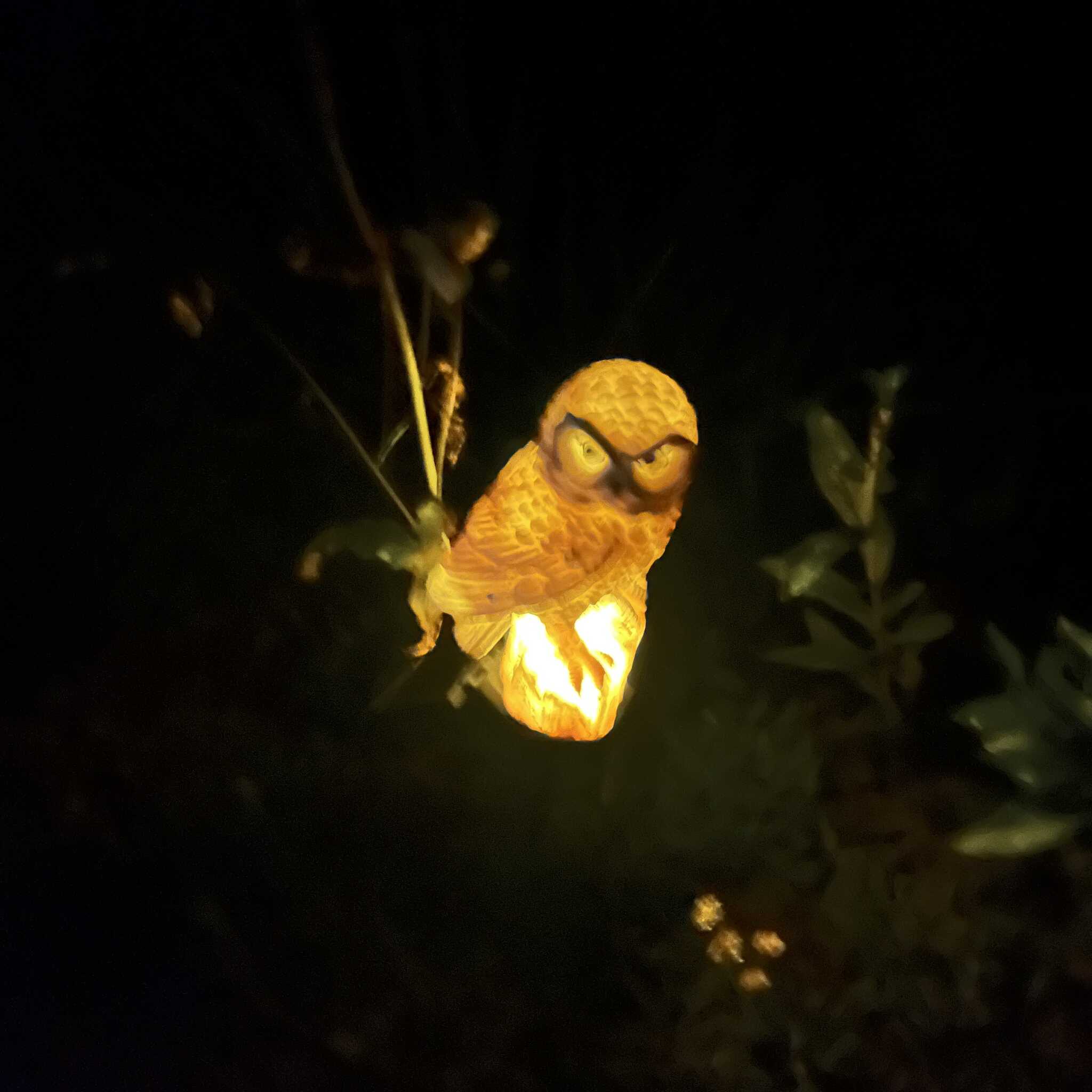 夜はフクロウが道案内