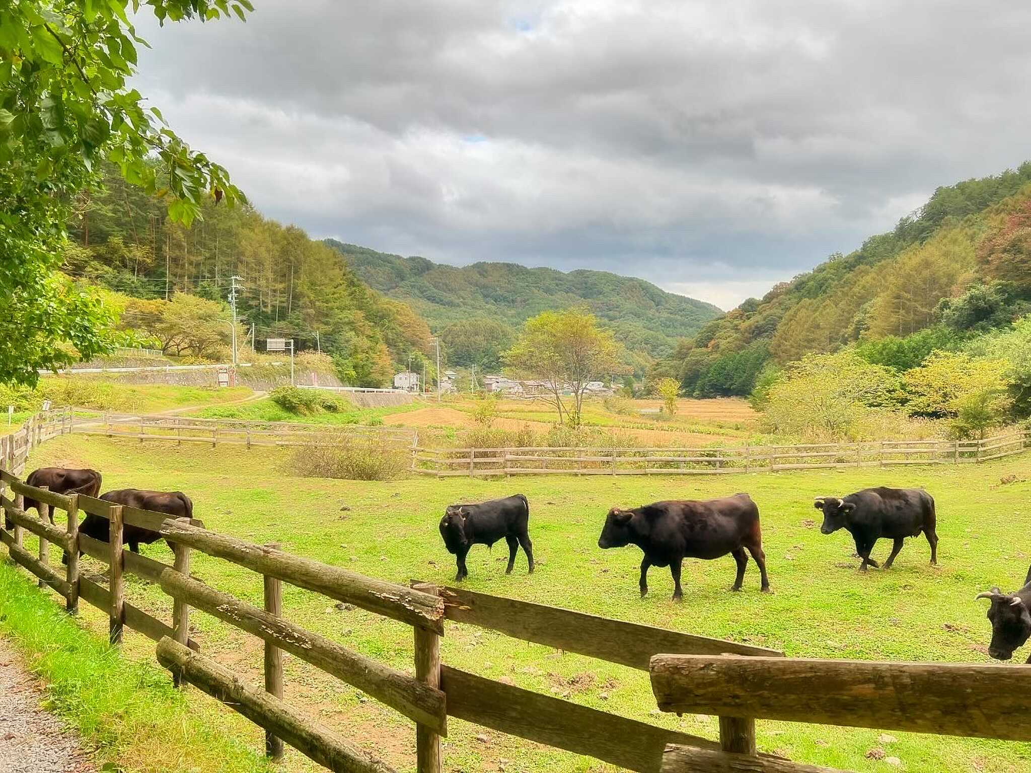 隣接牧場