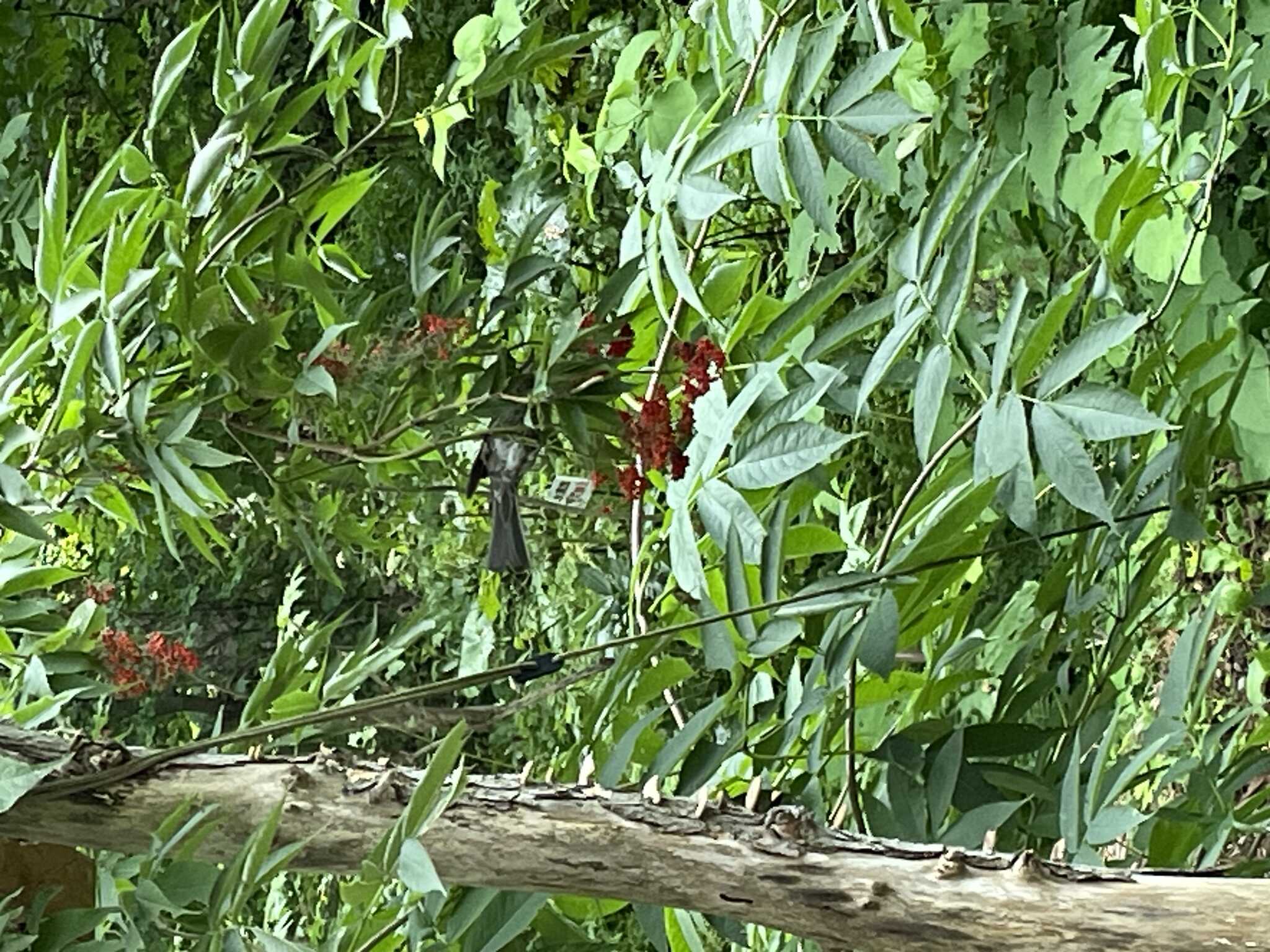 鳥がすぐ近くまで来ました
