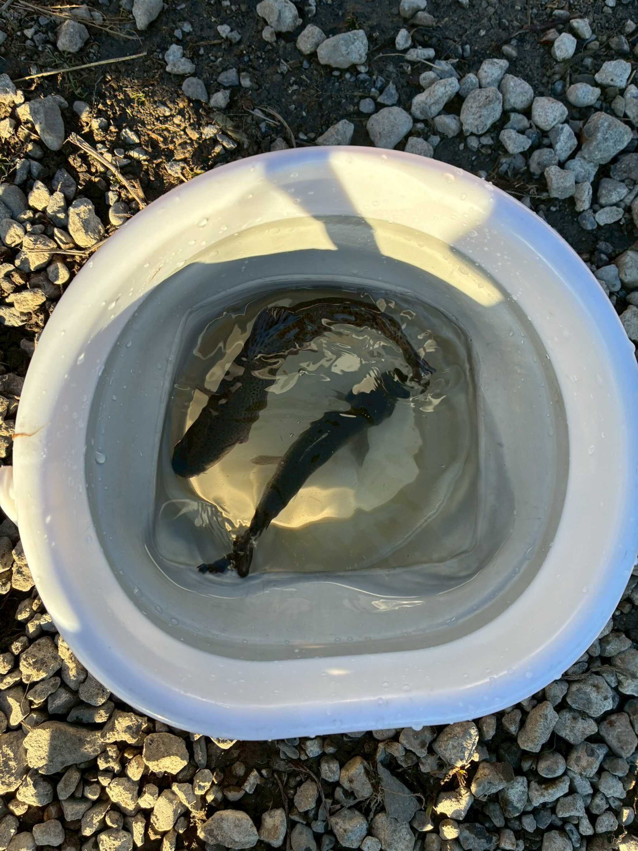 夕食
