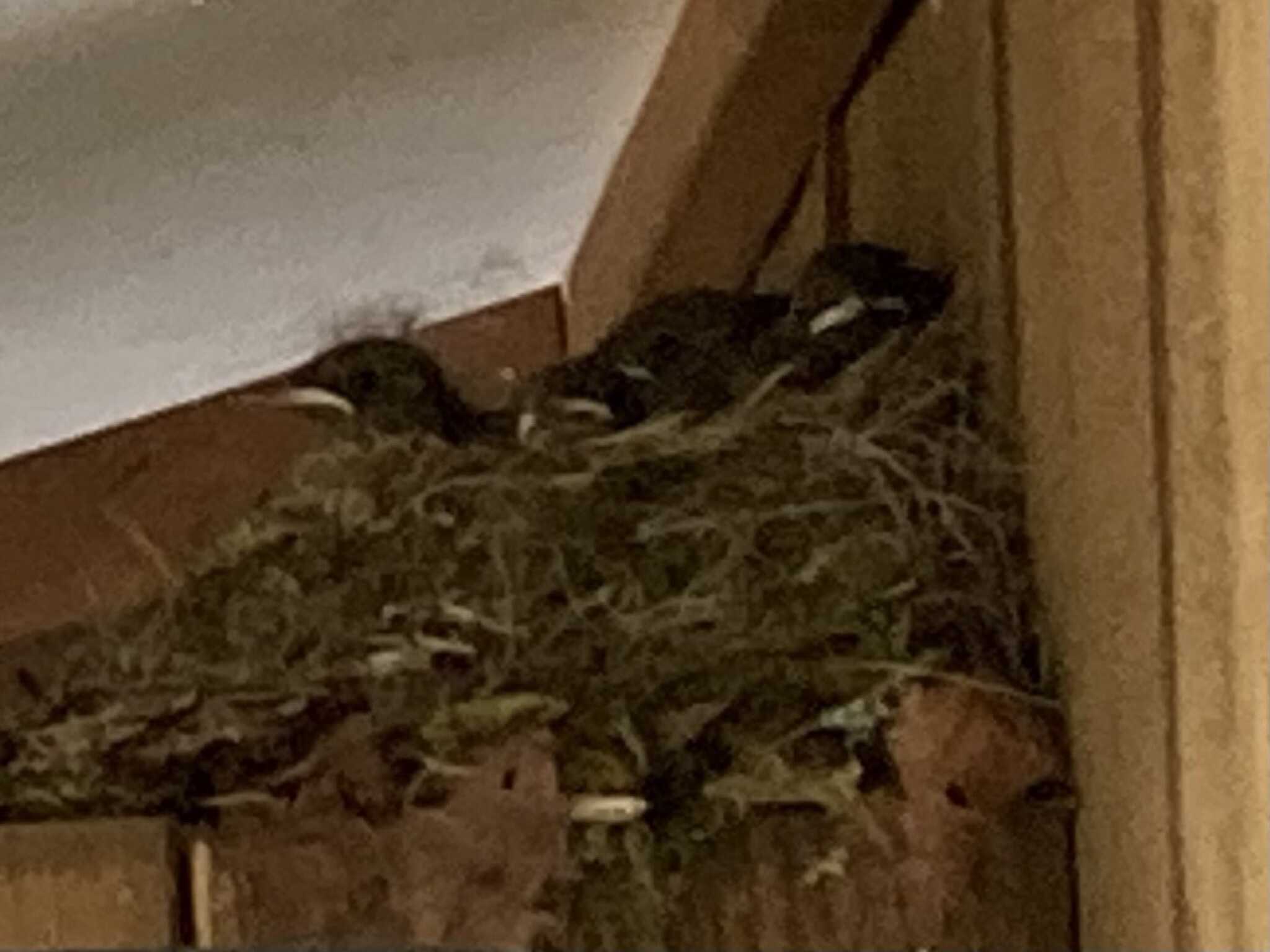野鳥