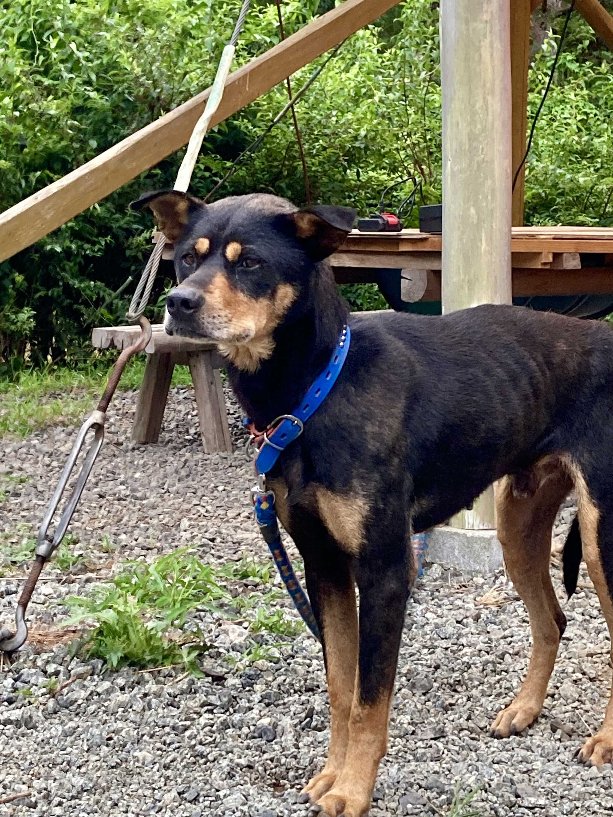 看板犬