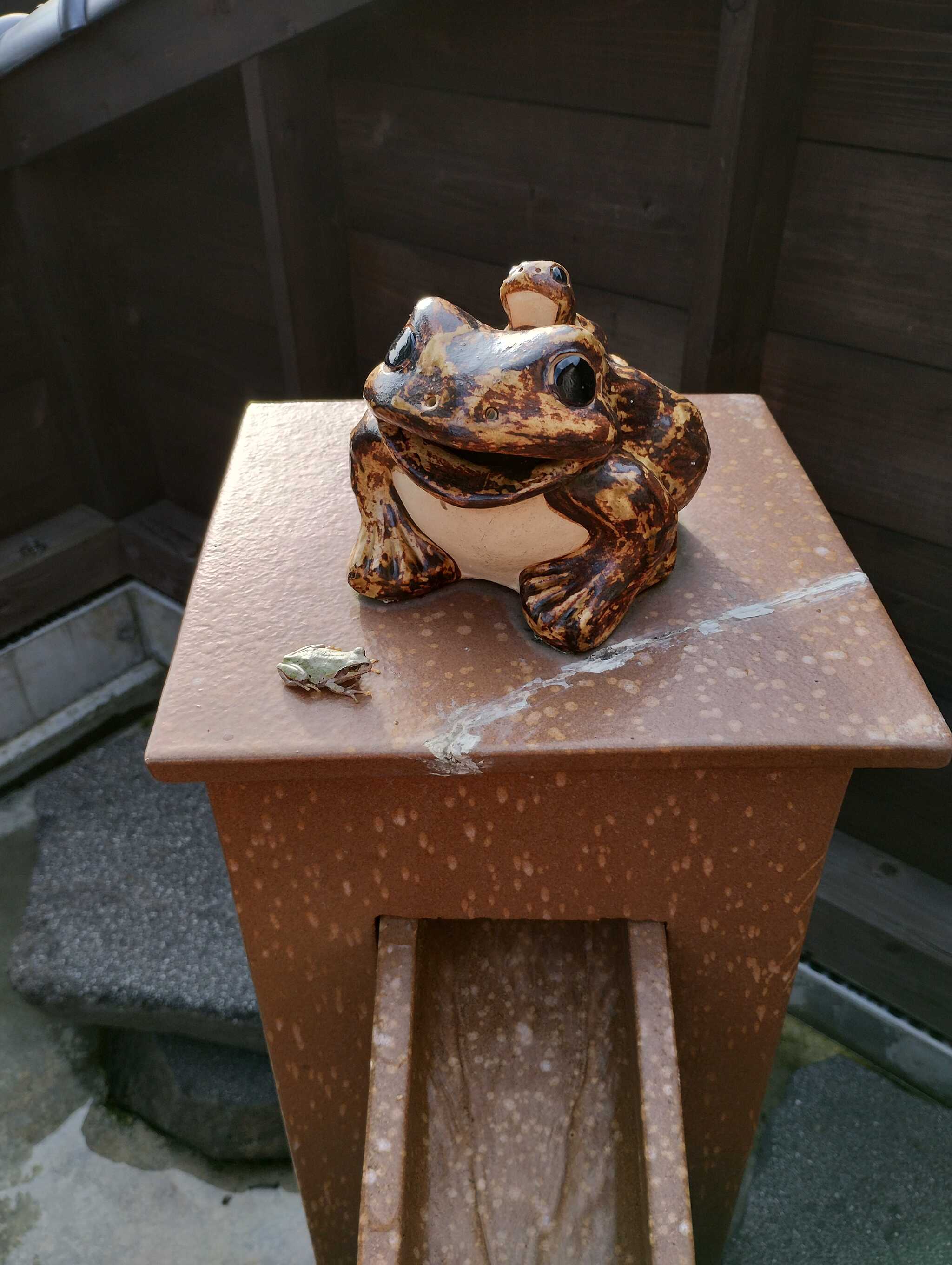 アマガエルさん