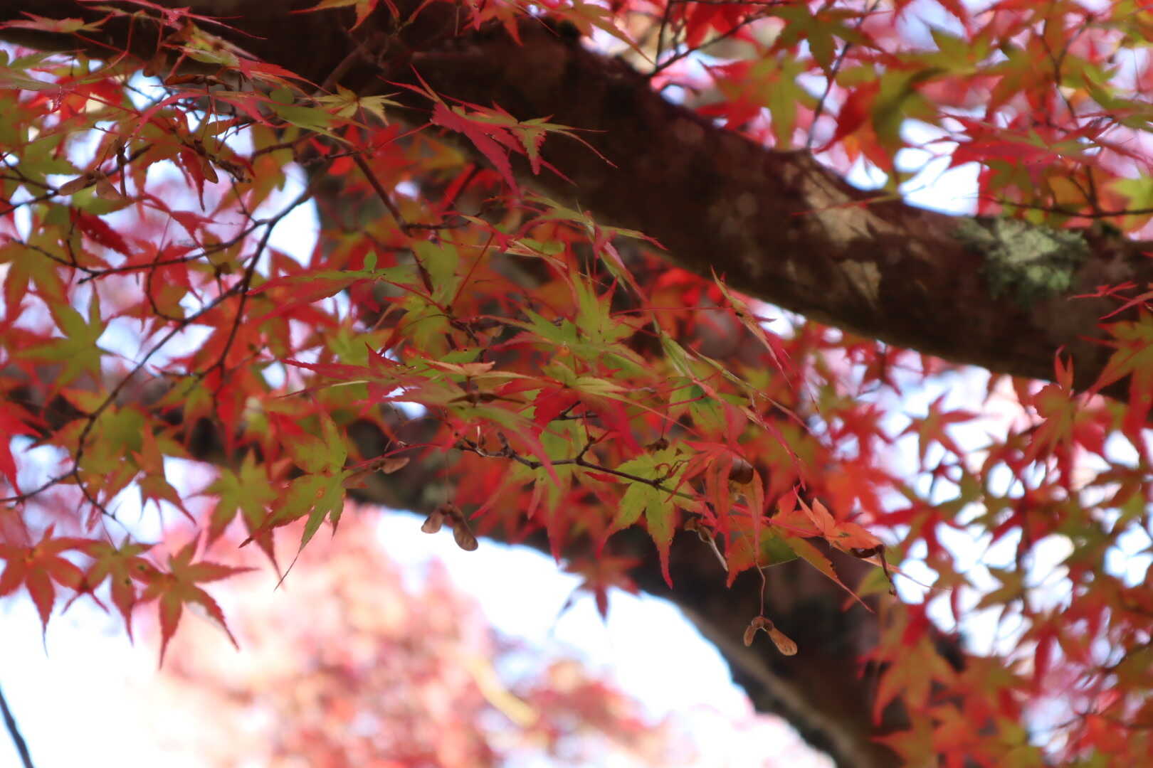 紅葉