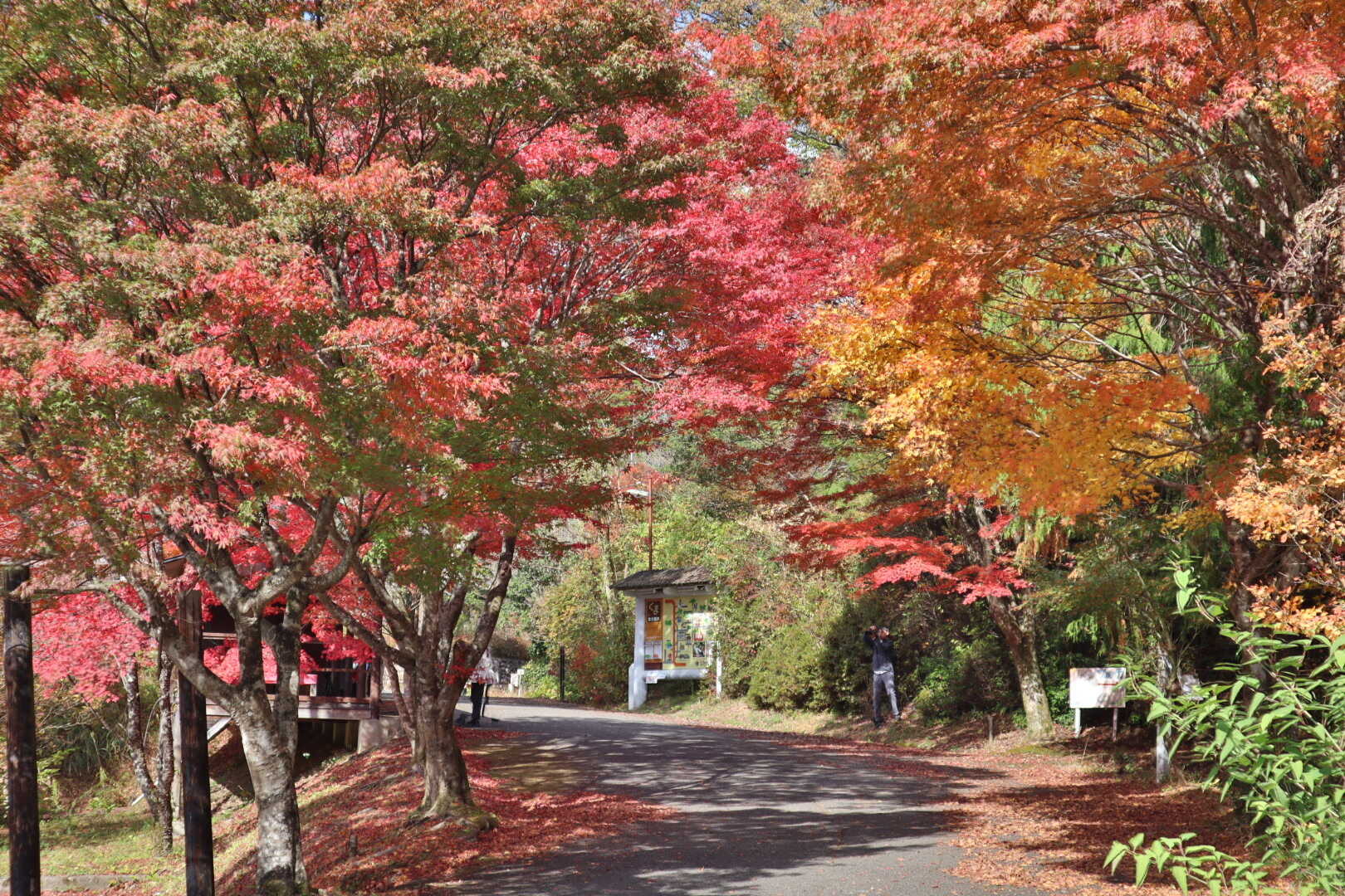 紅葉