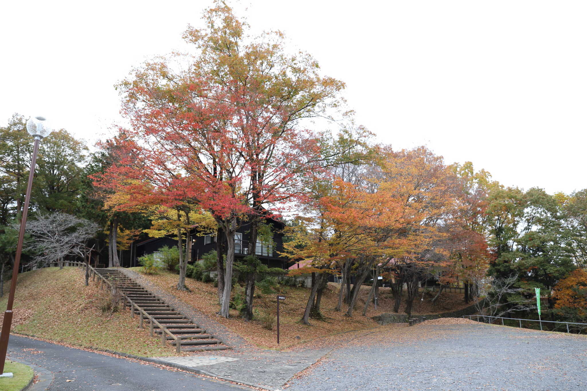 紅葉