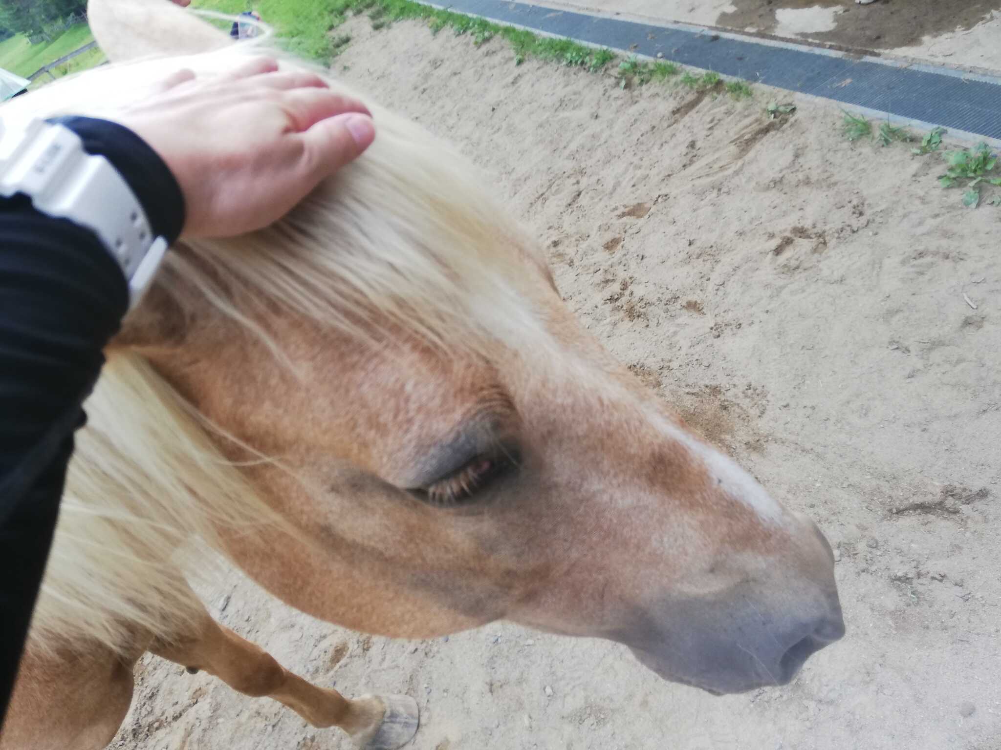 馬とも触れ合えます