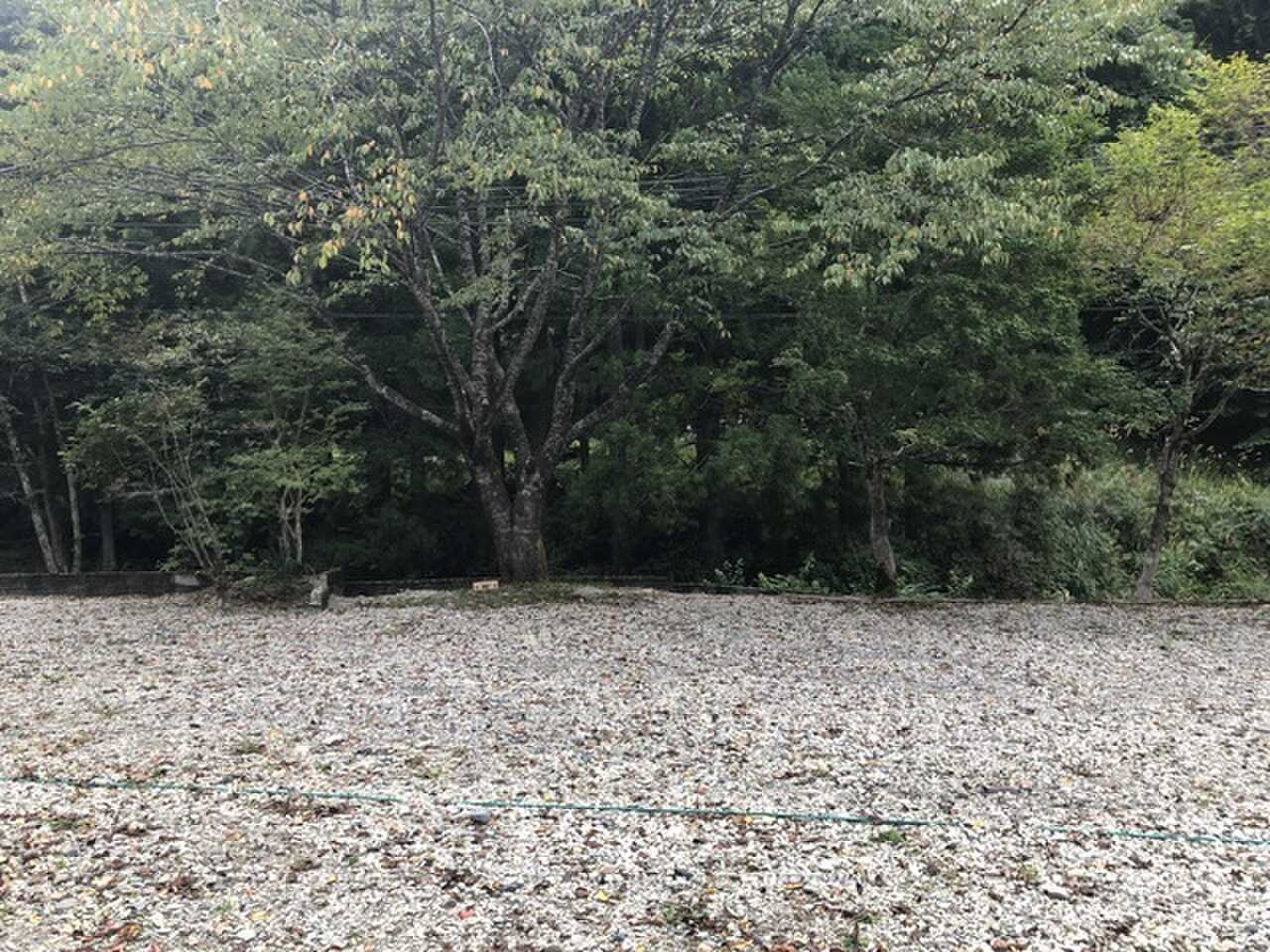 桜サイト