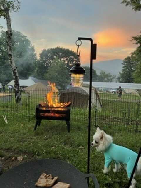 愛犬と焚火
