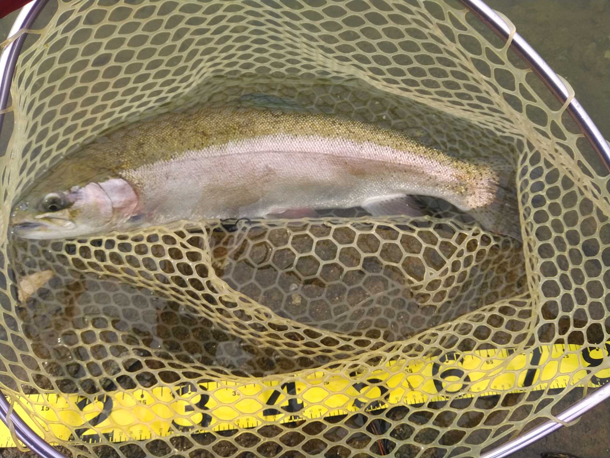 なかなか釣れないですこんな魚