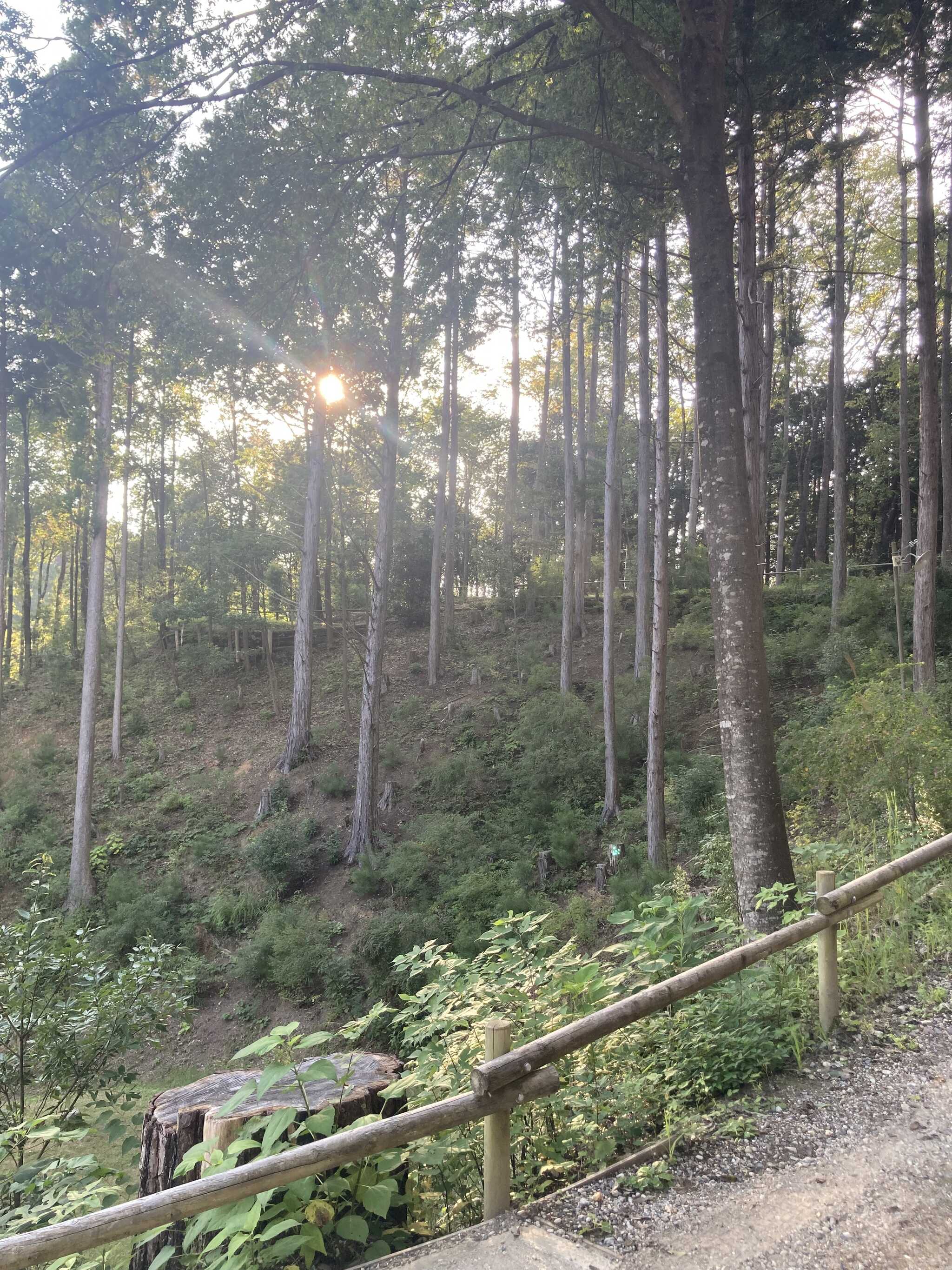 夕日