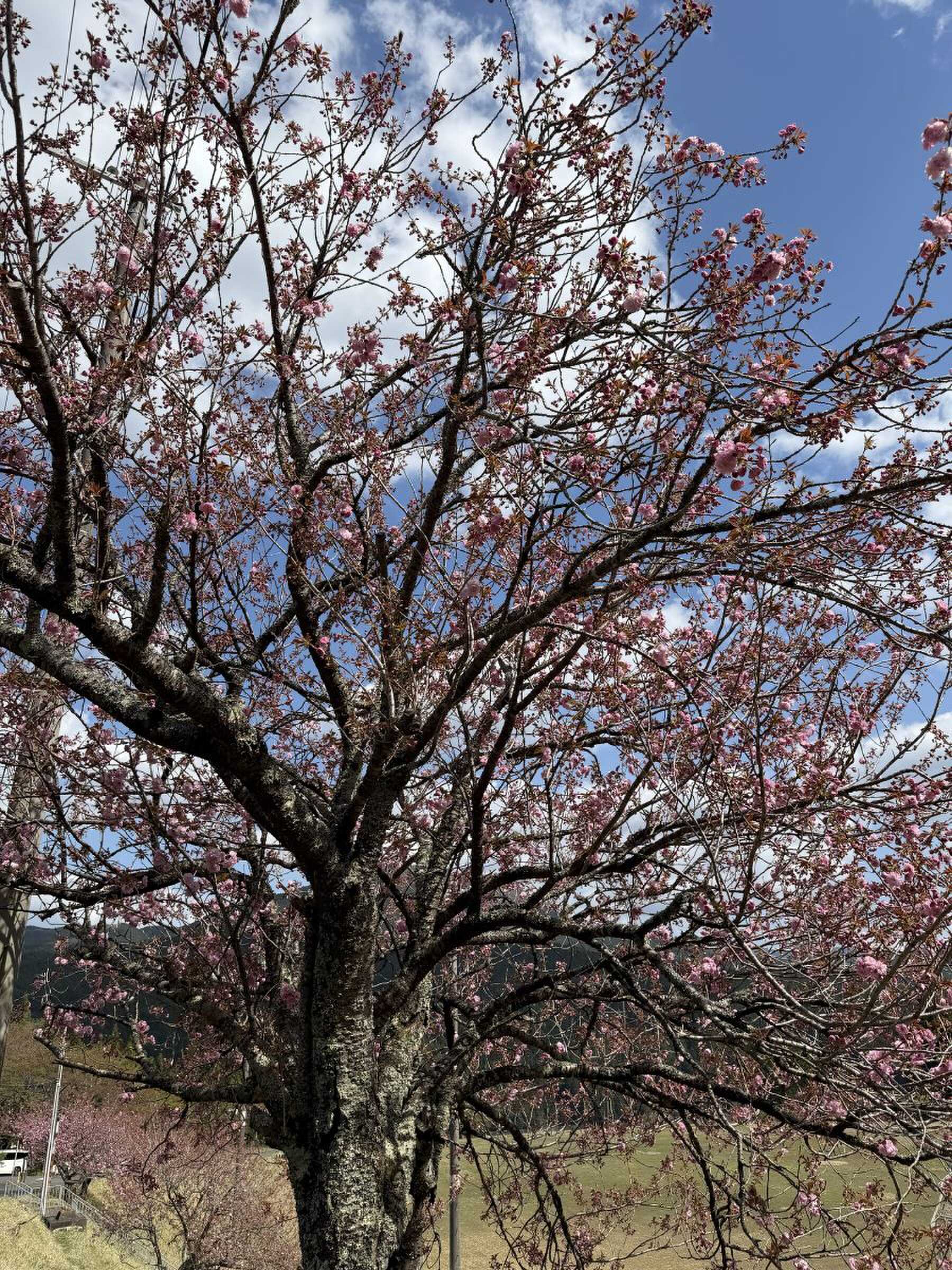敷地以内の桜