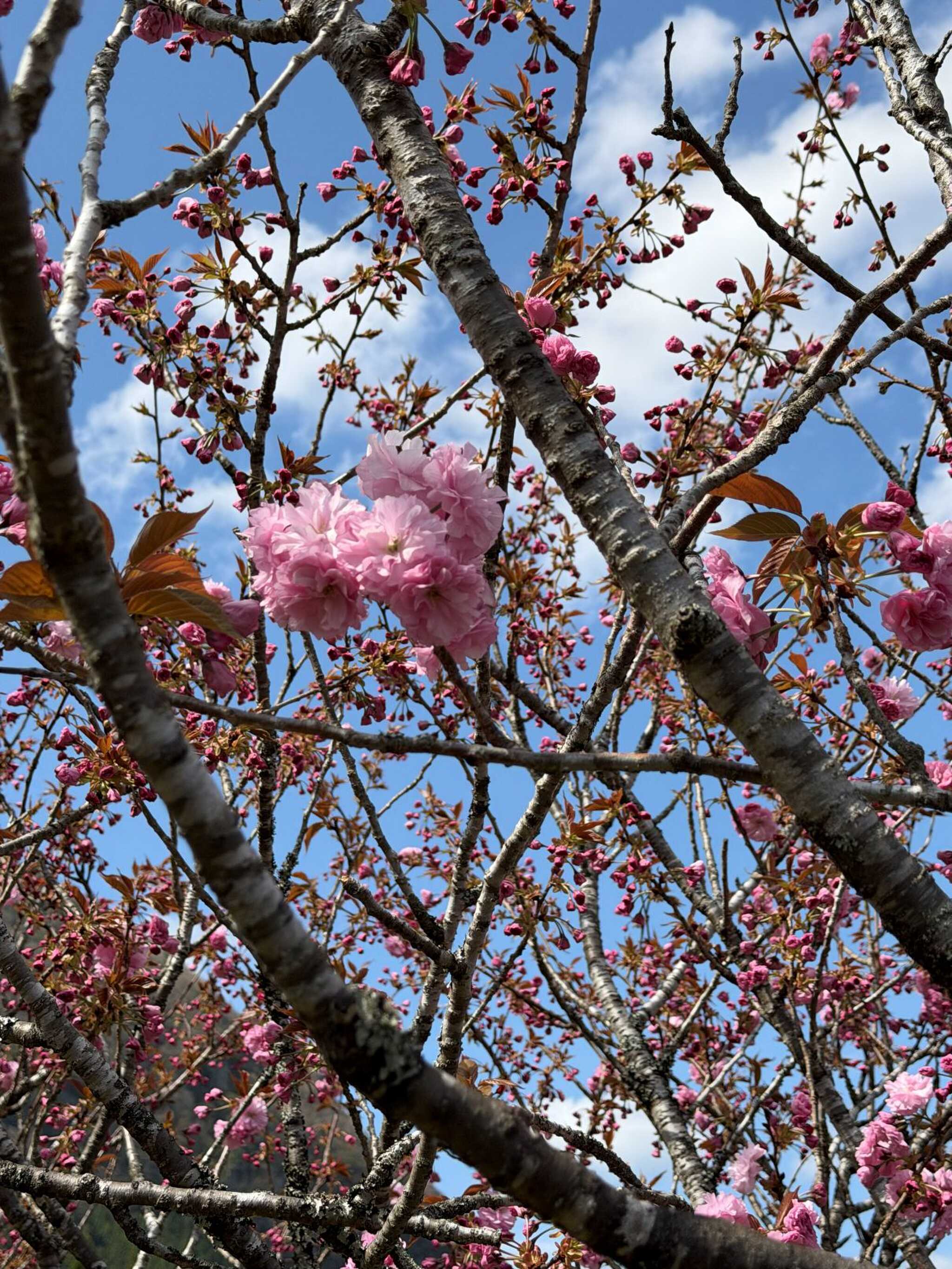 敷地以内の桜