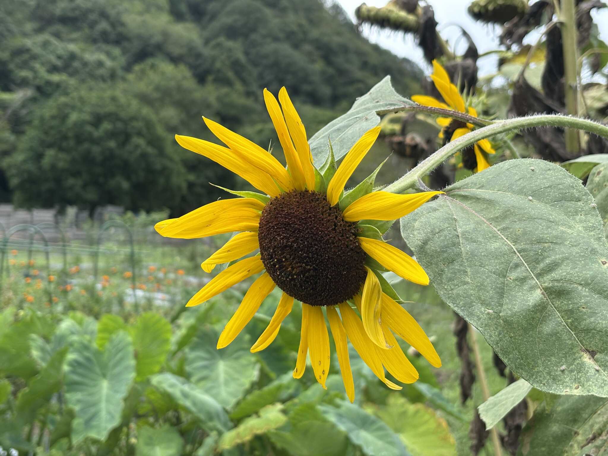 場内のひまわり