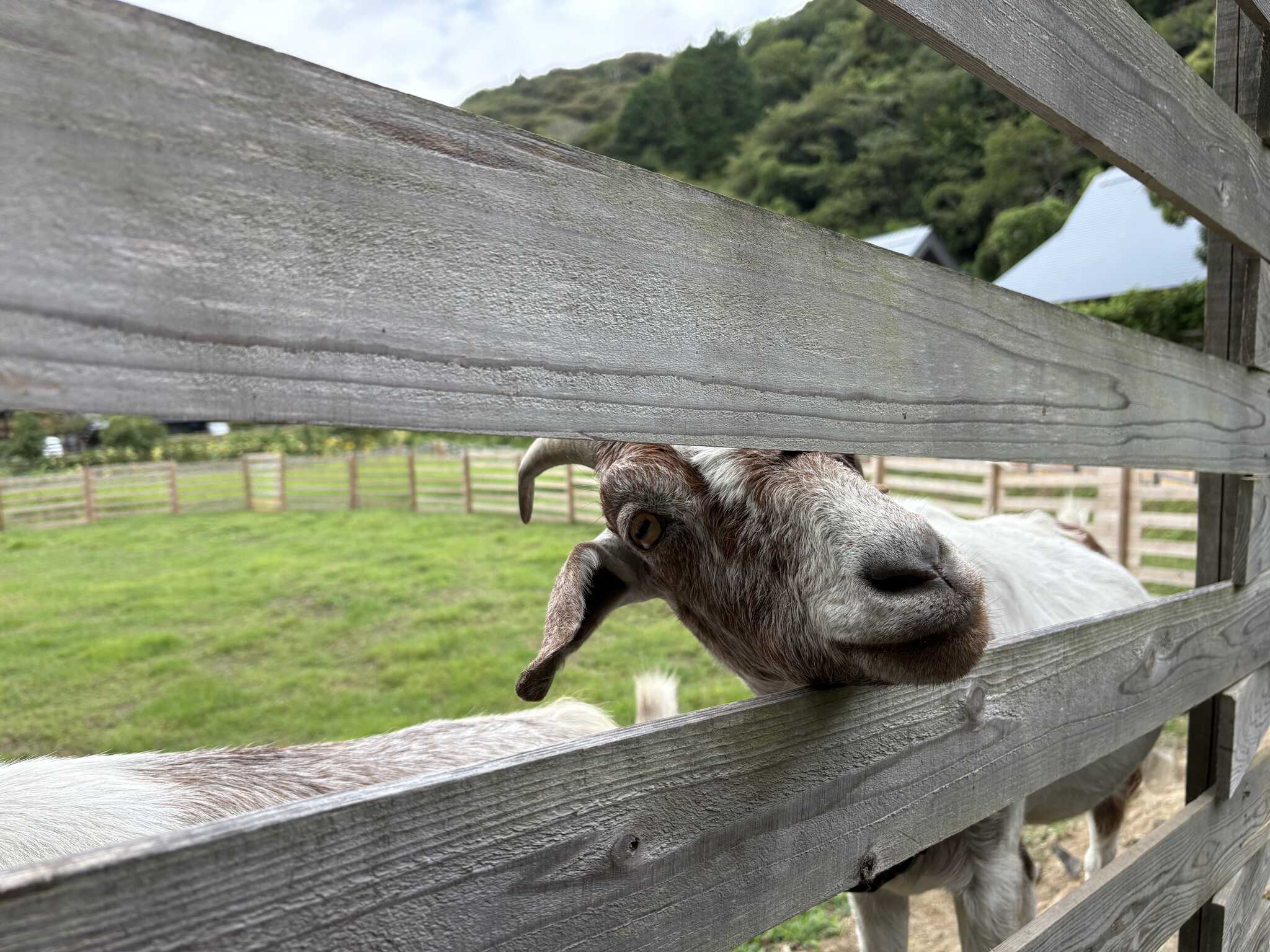 脱走壁があるヤギ!かわいい…職員さんが脱走しないように対策をされていました