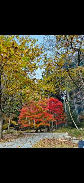 紅葉