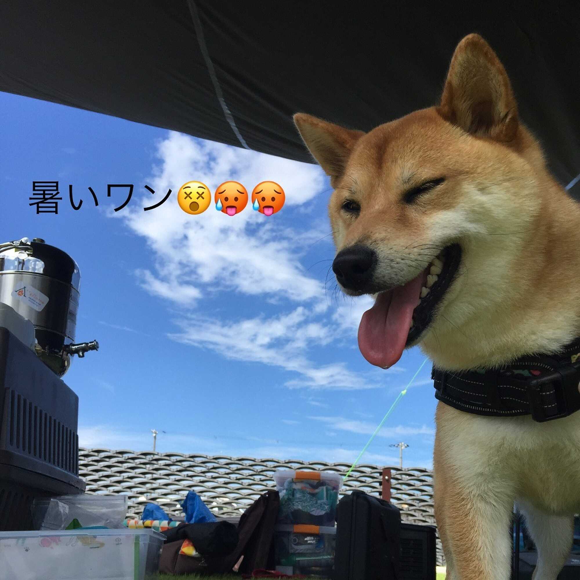 厚いワン