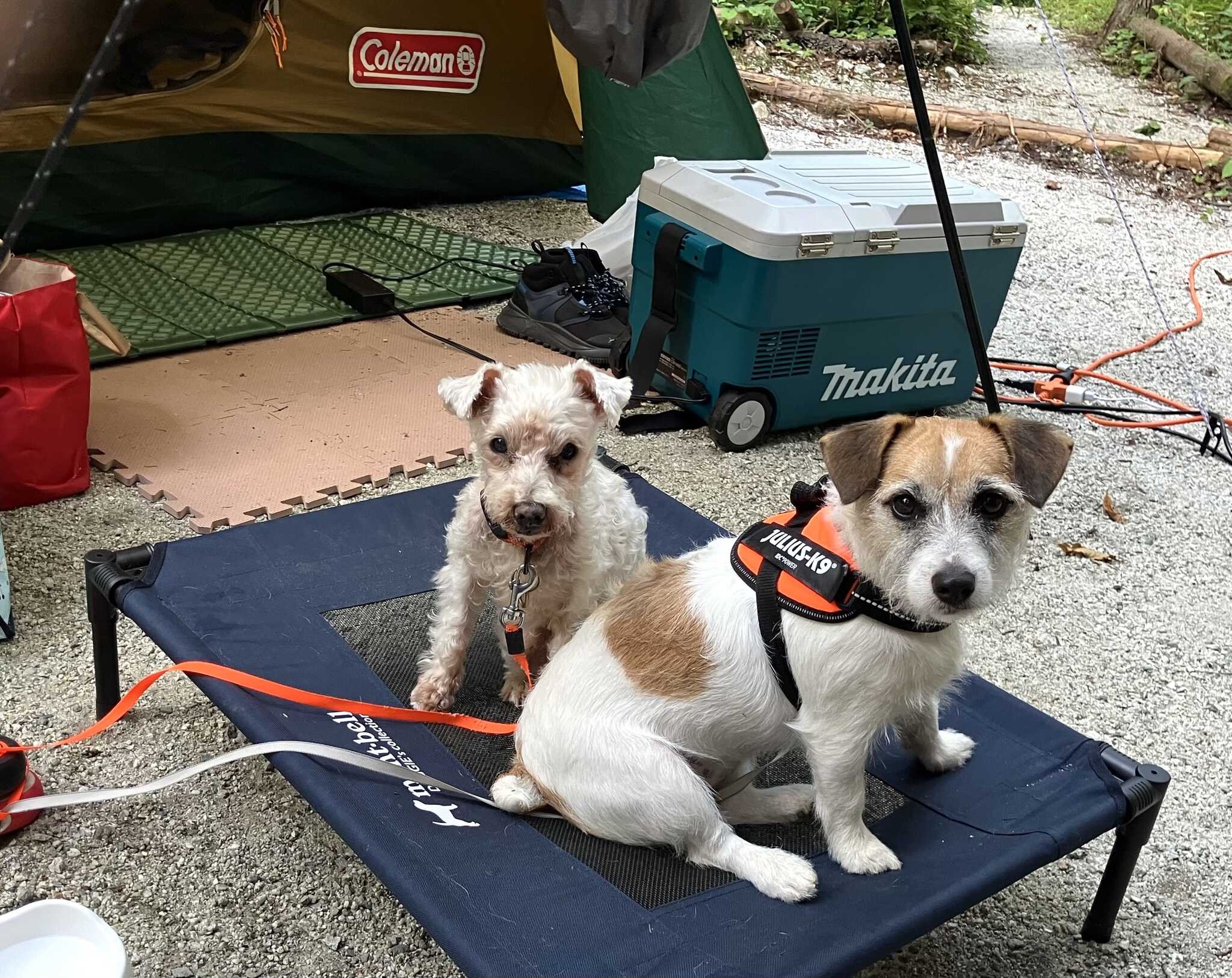 犬キャン