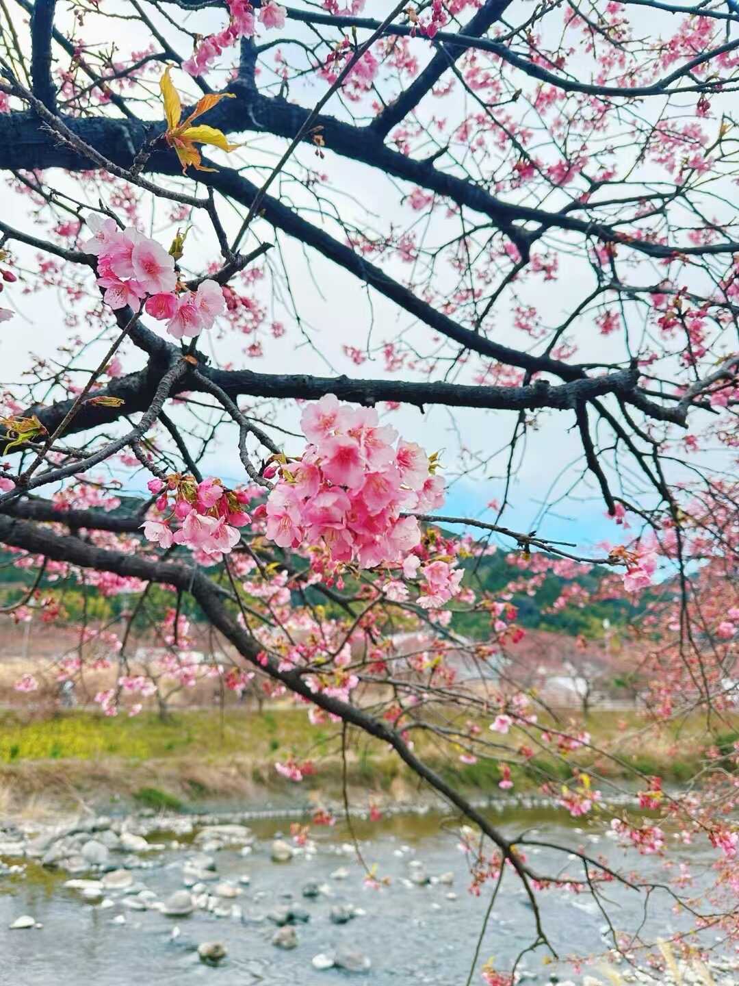 桜