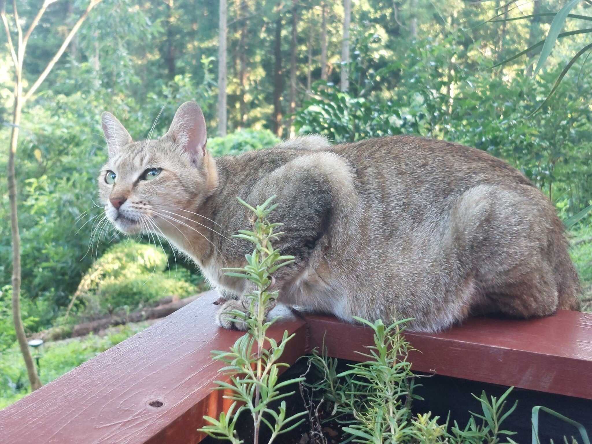 猫ちゃん