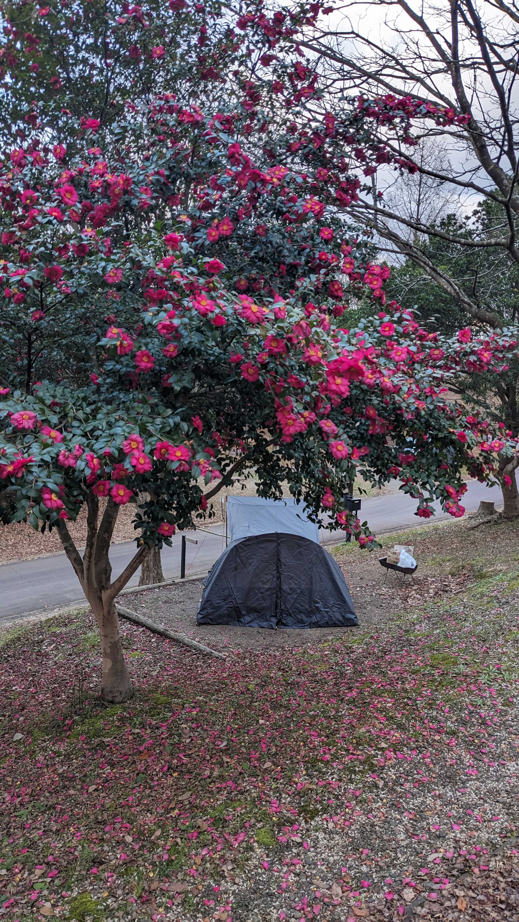 Under camellia tree