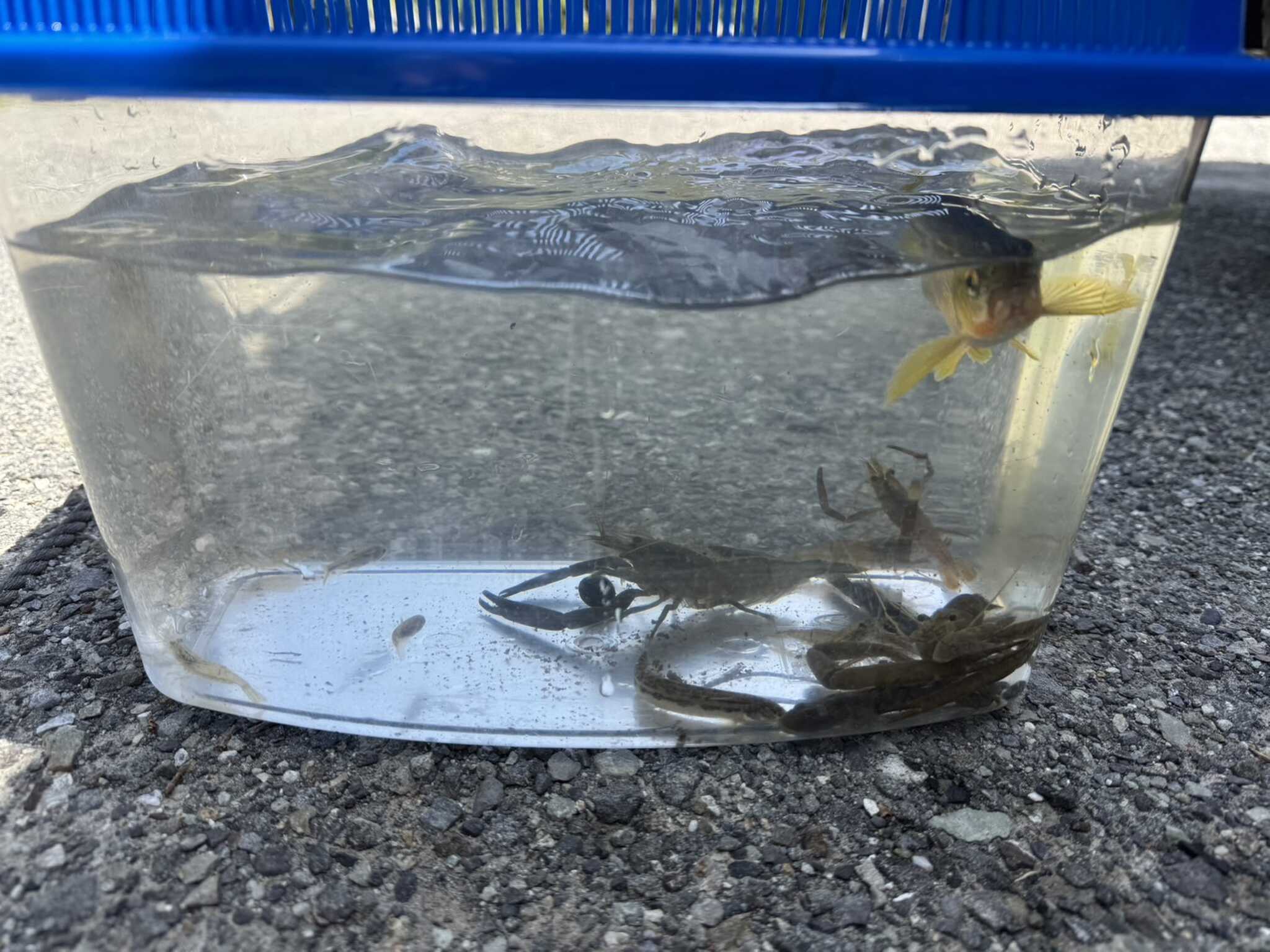 興津川で採れた魚やエビたち
