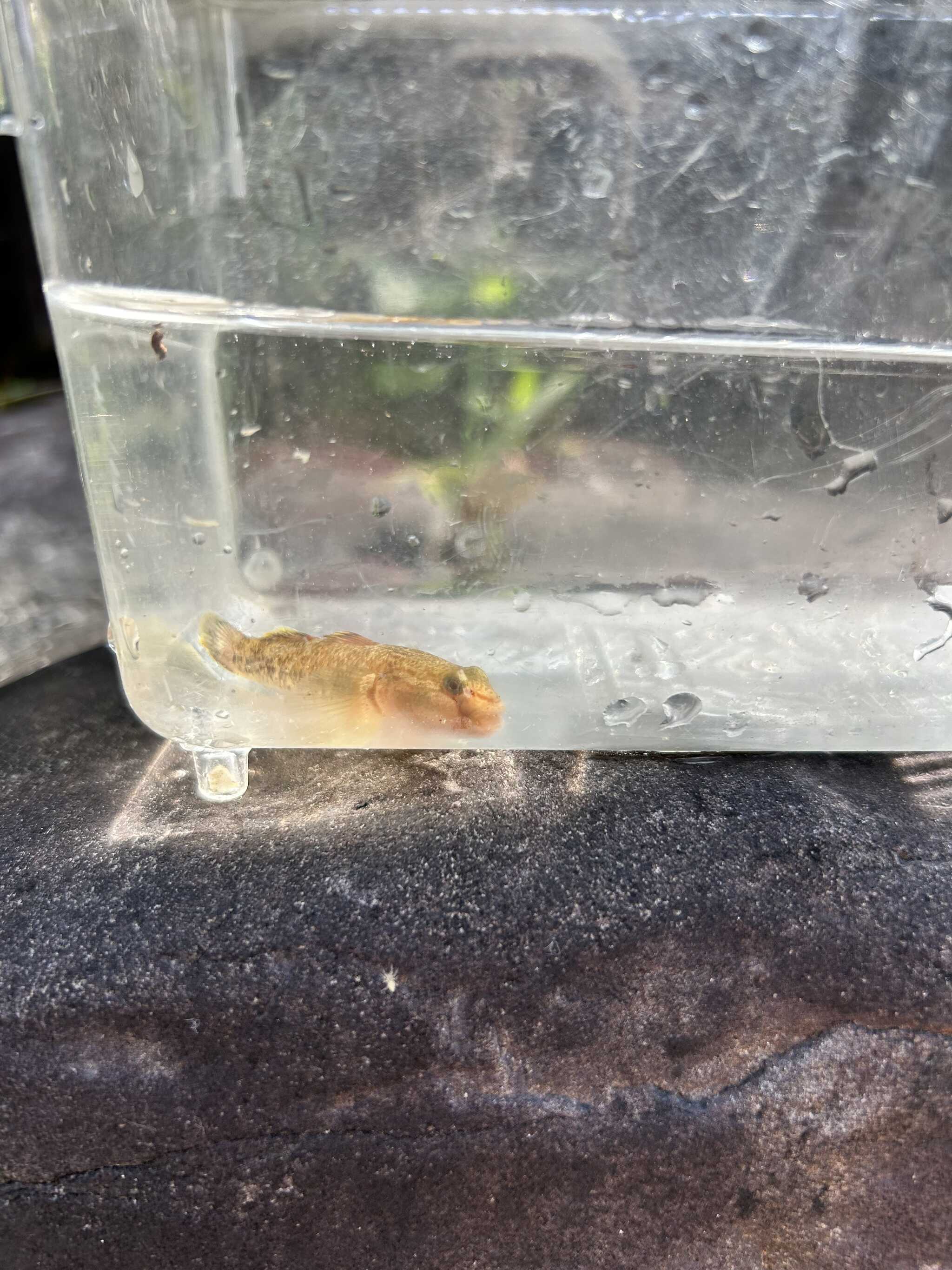 ハゼ?みたいな魚