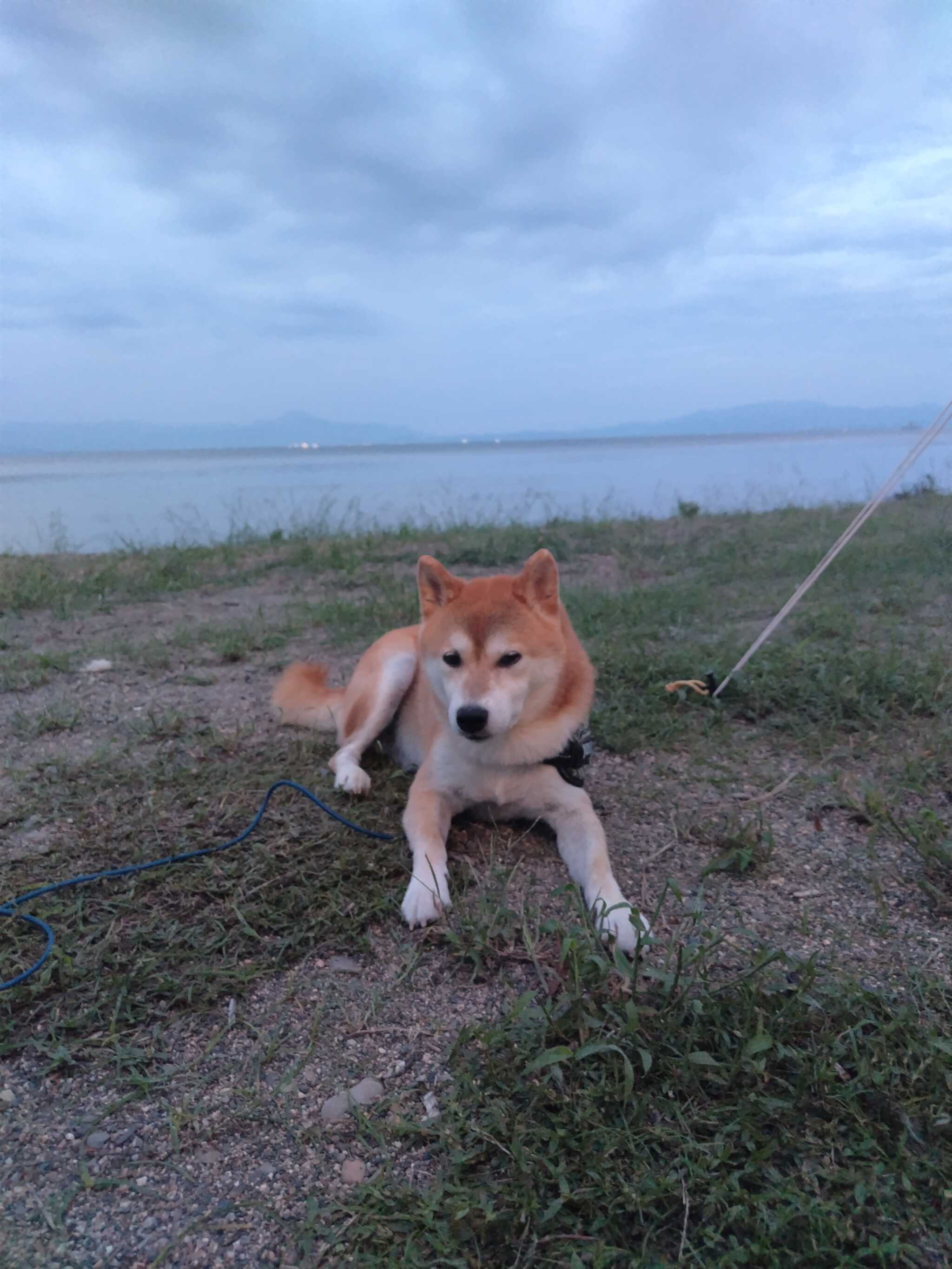 リラックス出来るワン