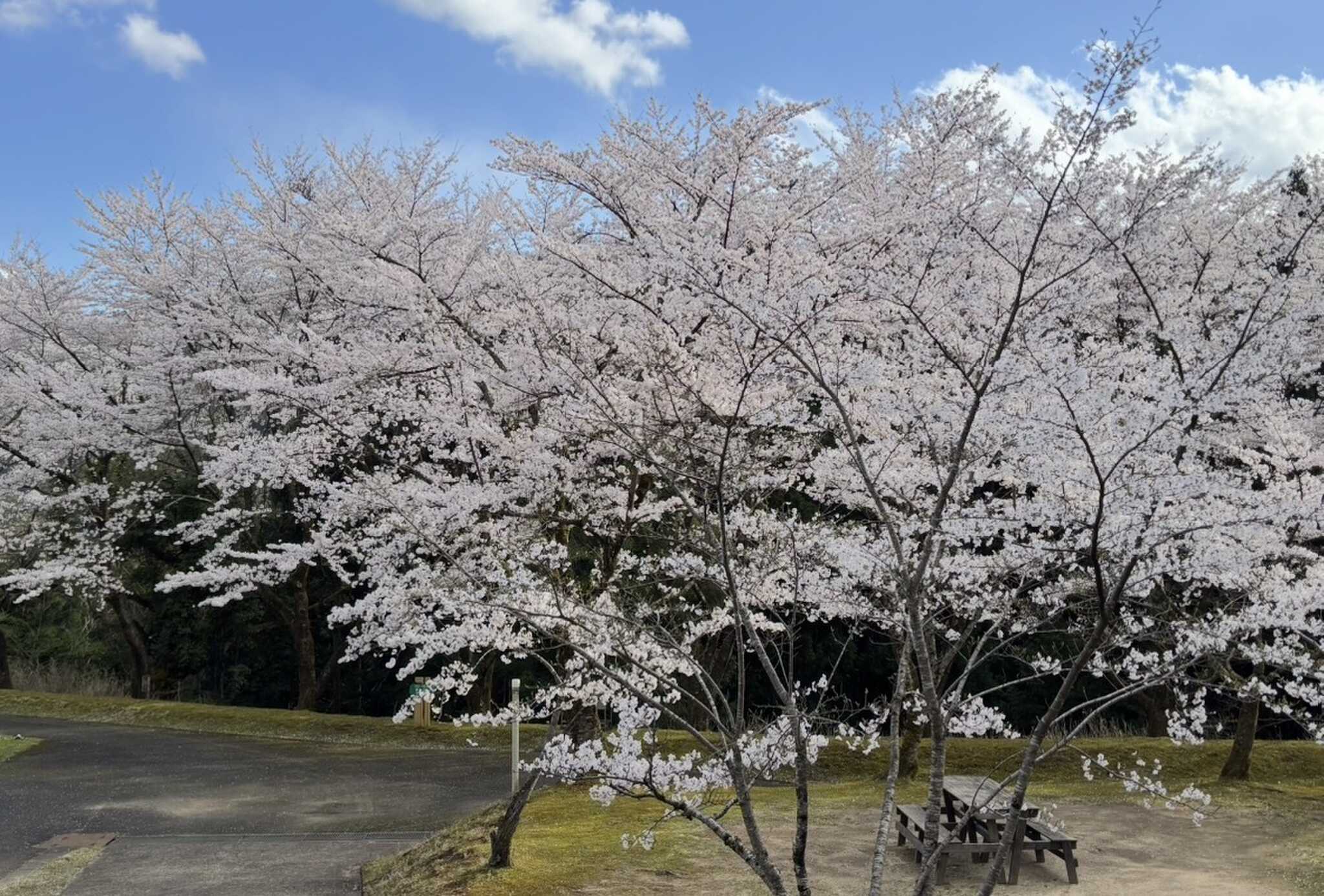 場内の桜
