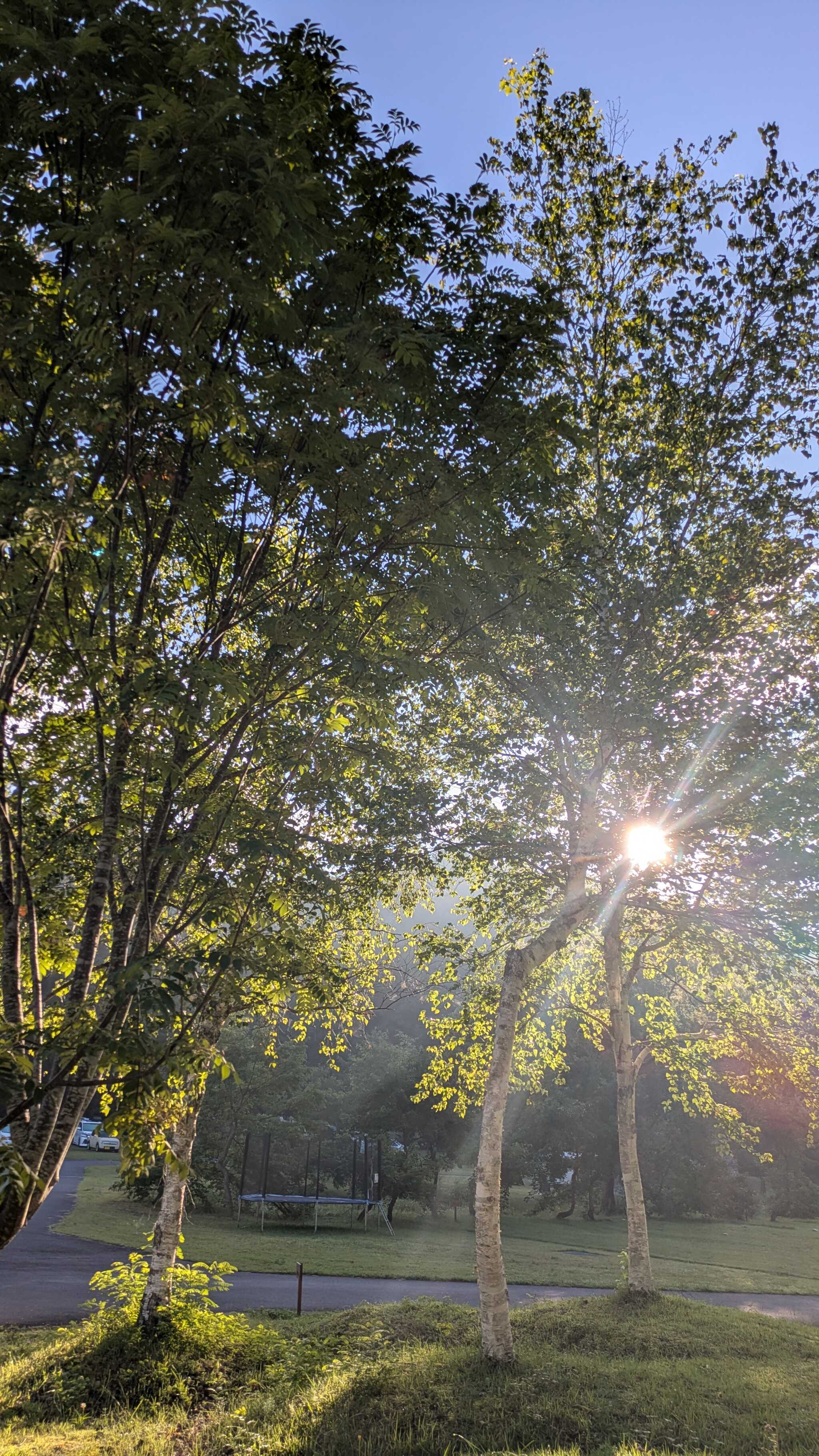 サイトからの木漏れ日