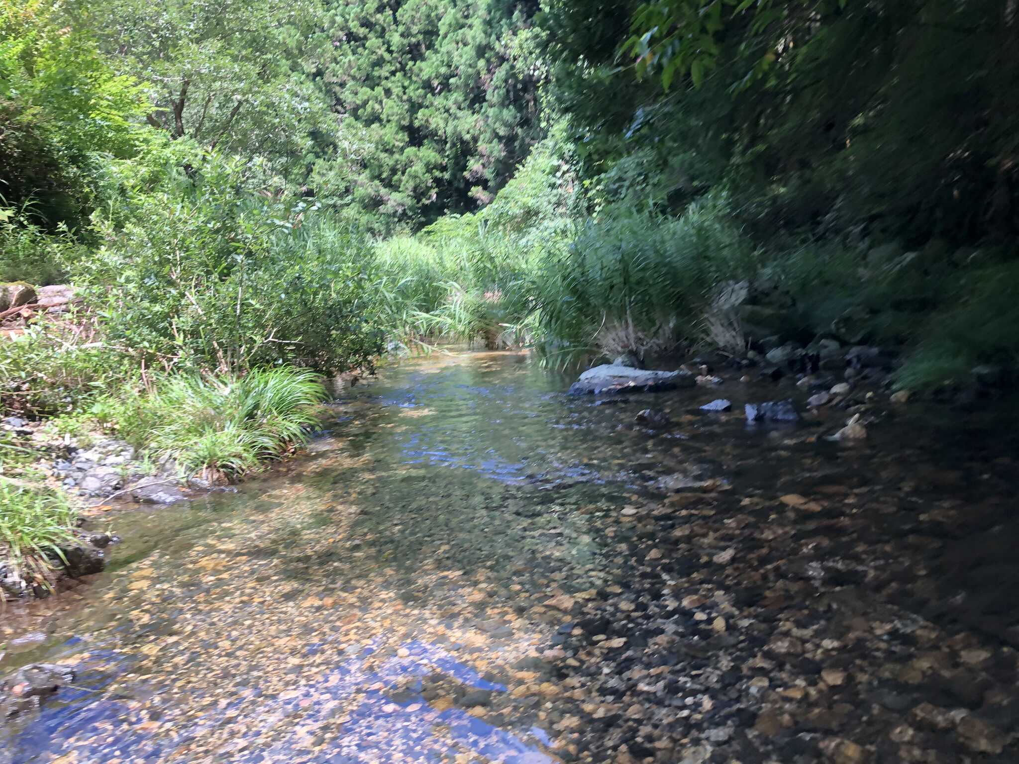 裏に流れる小川