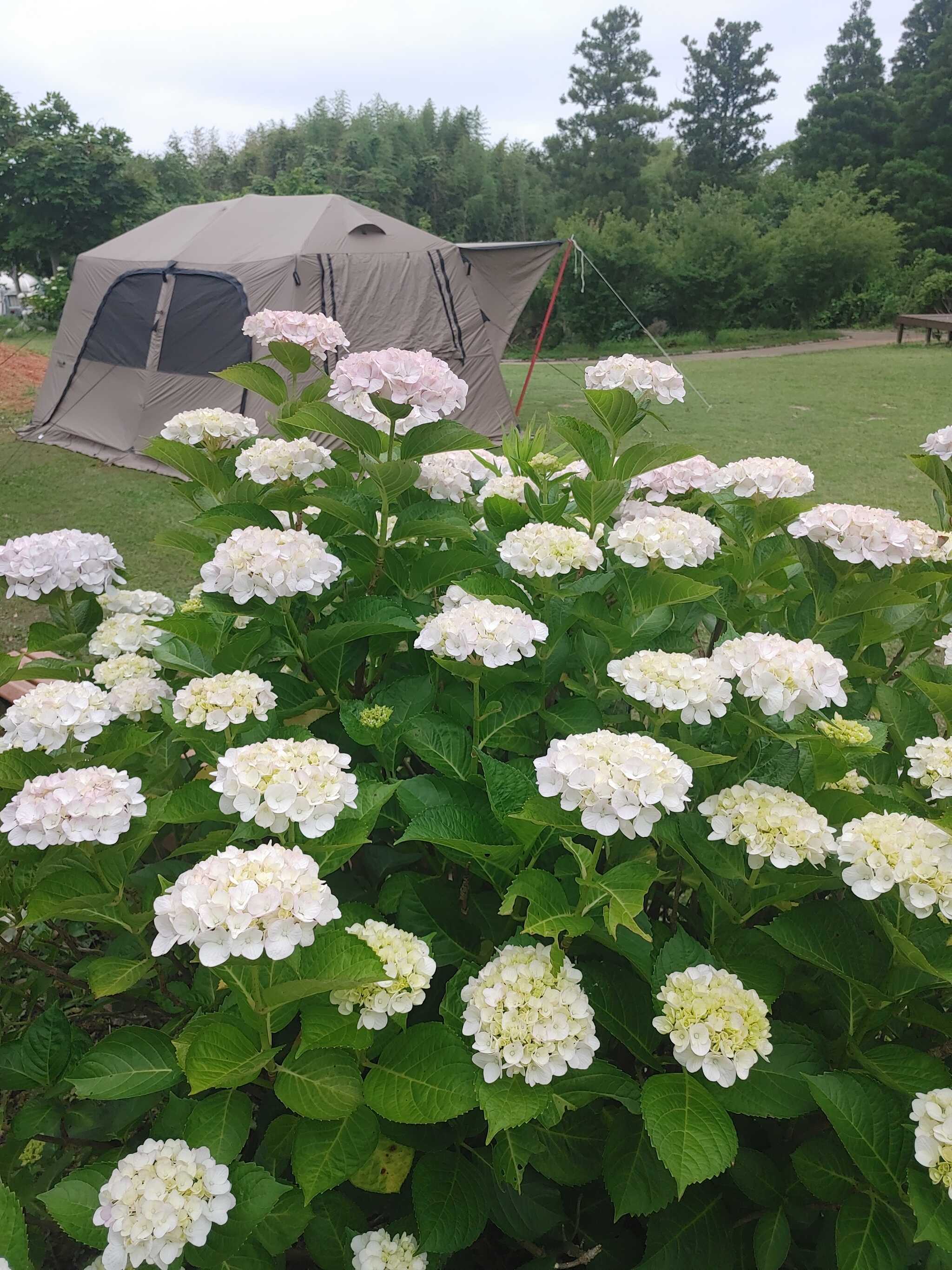 満開の紫陽花。額紫陽花は現地で確認してね。