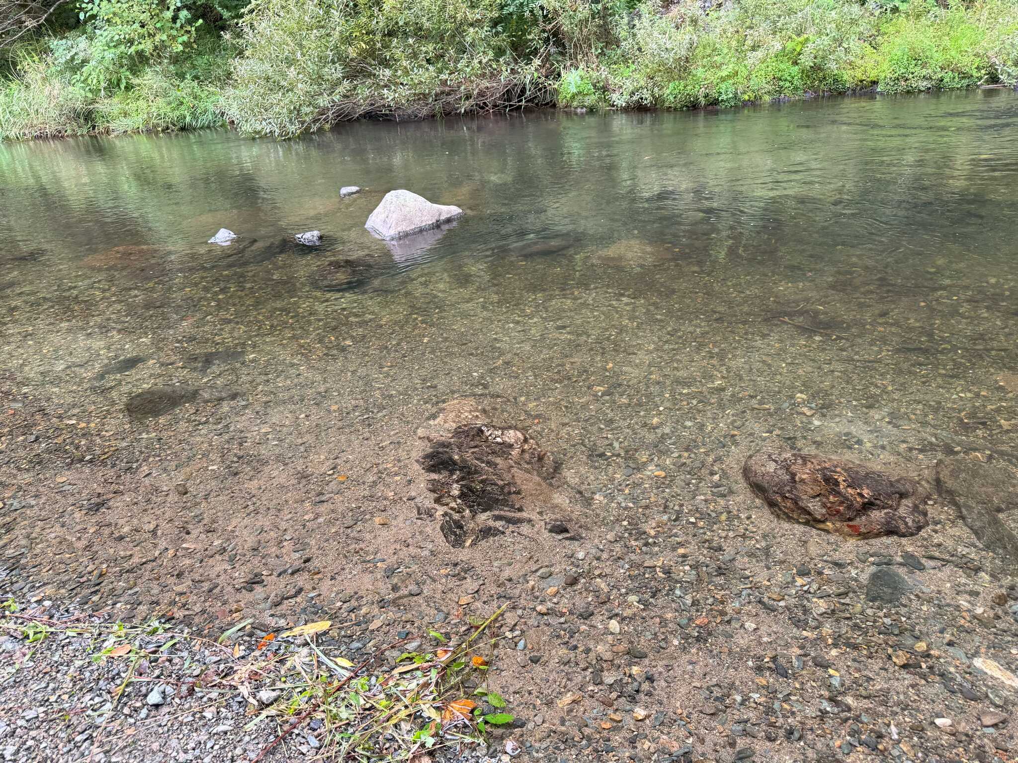 川の水がとても澄んでいて綺麗でした
