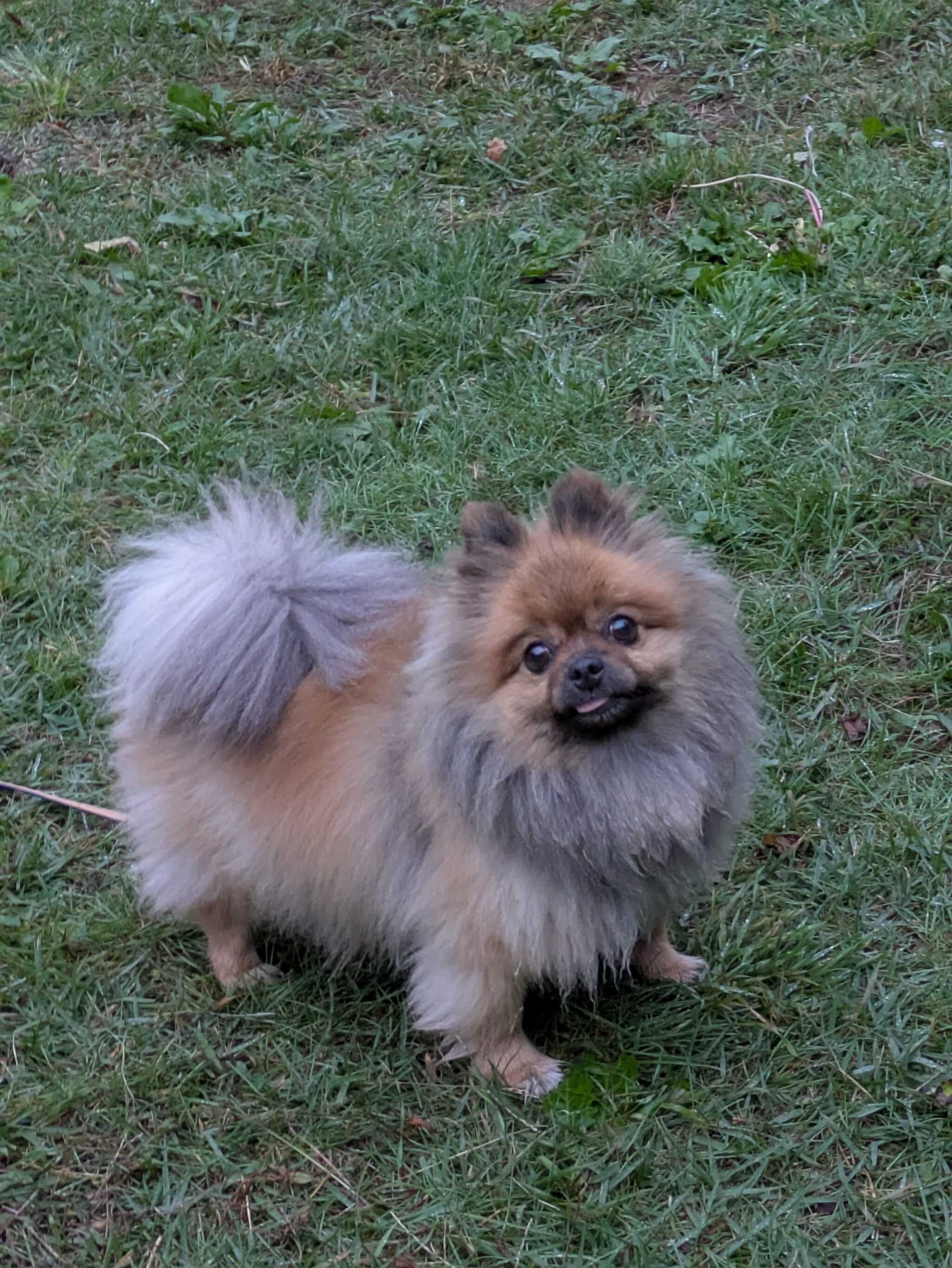 我が家の愛犬 タタ!