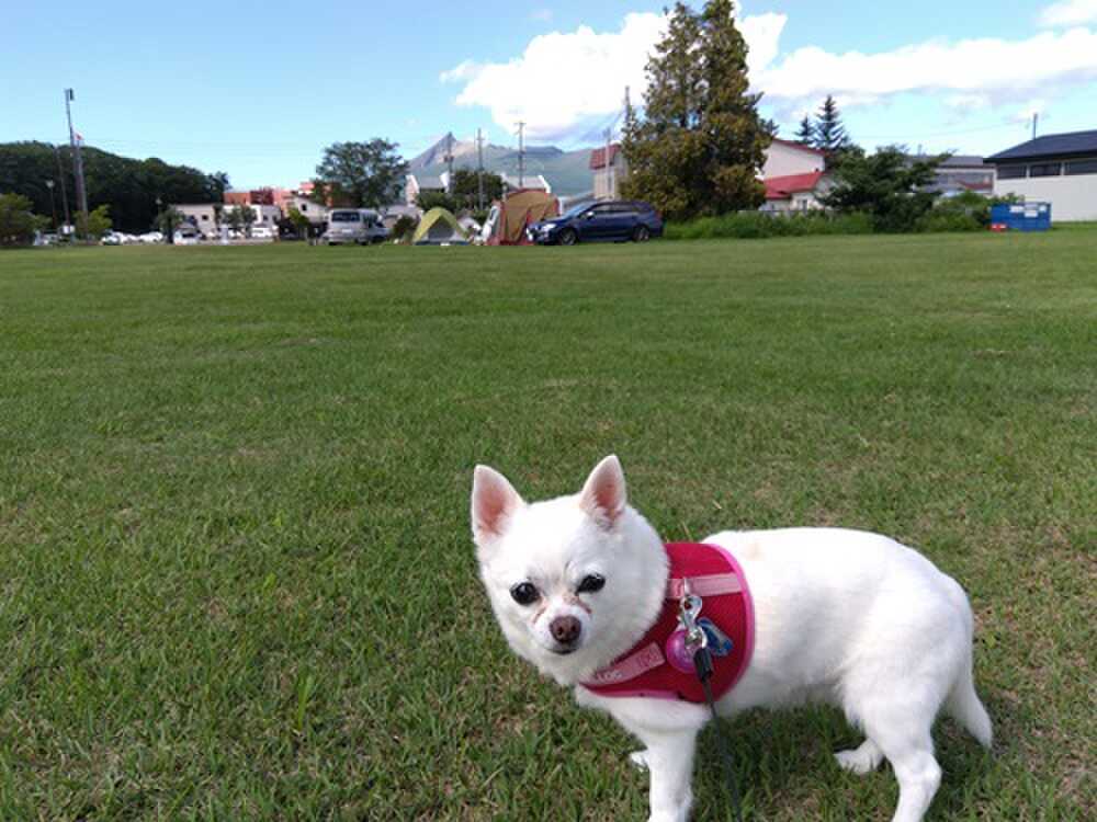 犬も快適です