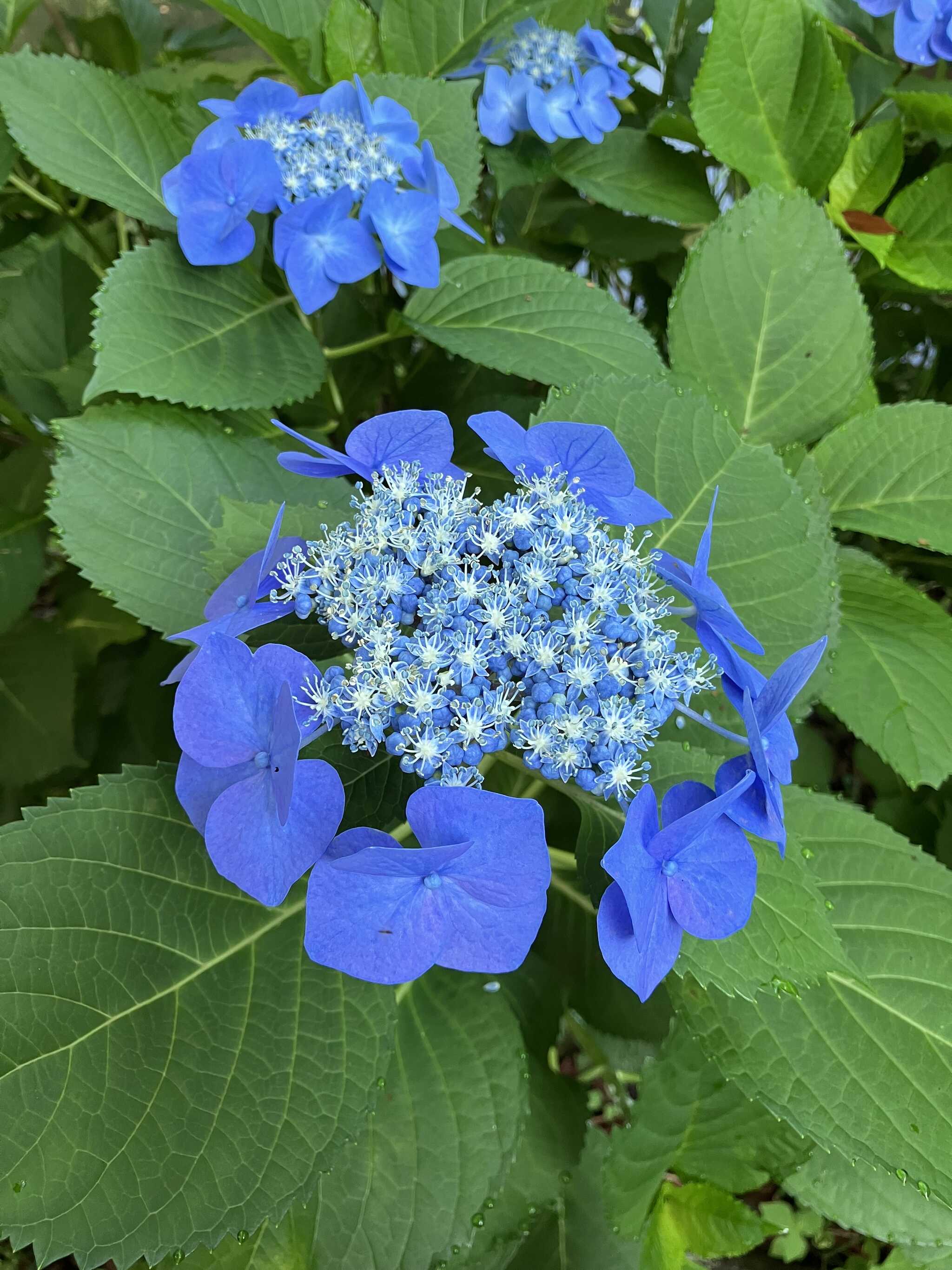 紫陽花がきれい