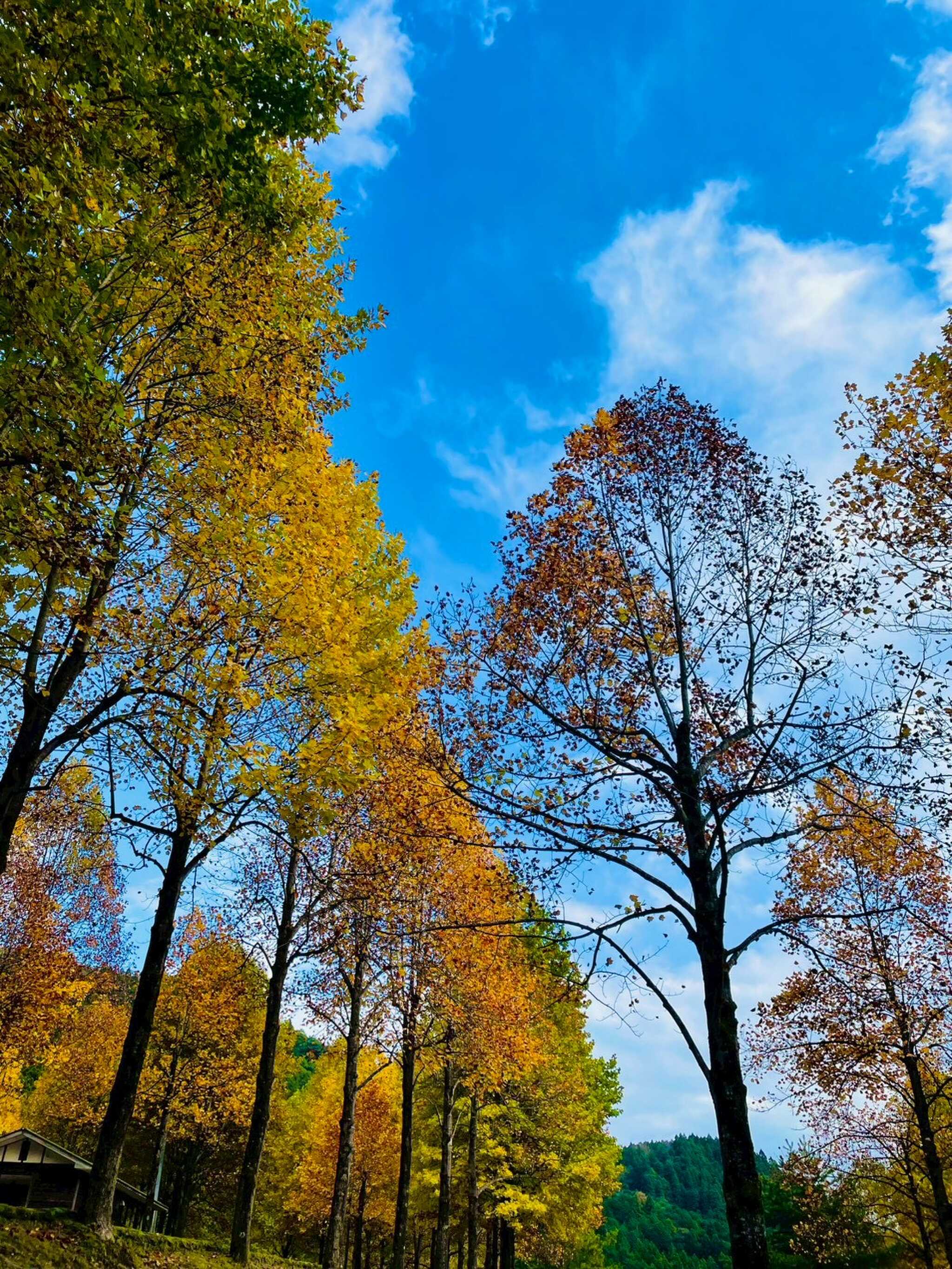 紅葉の木々