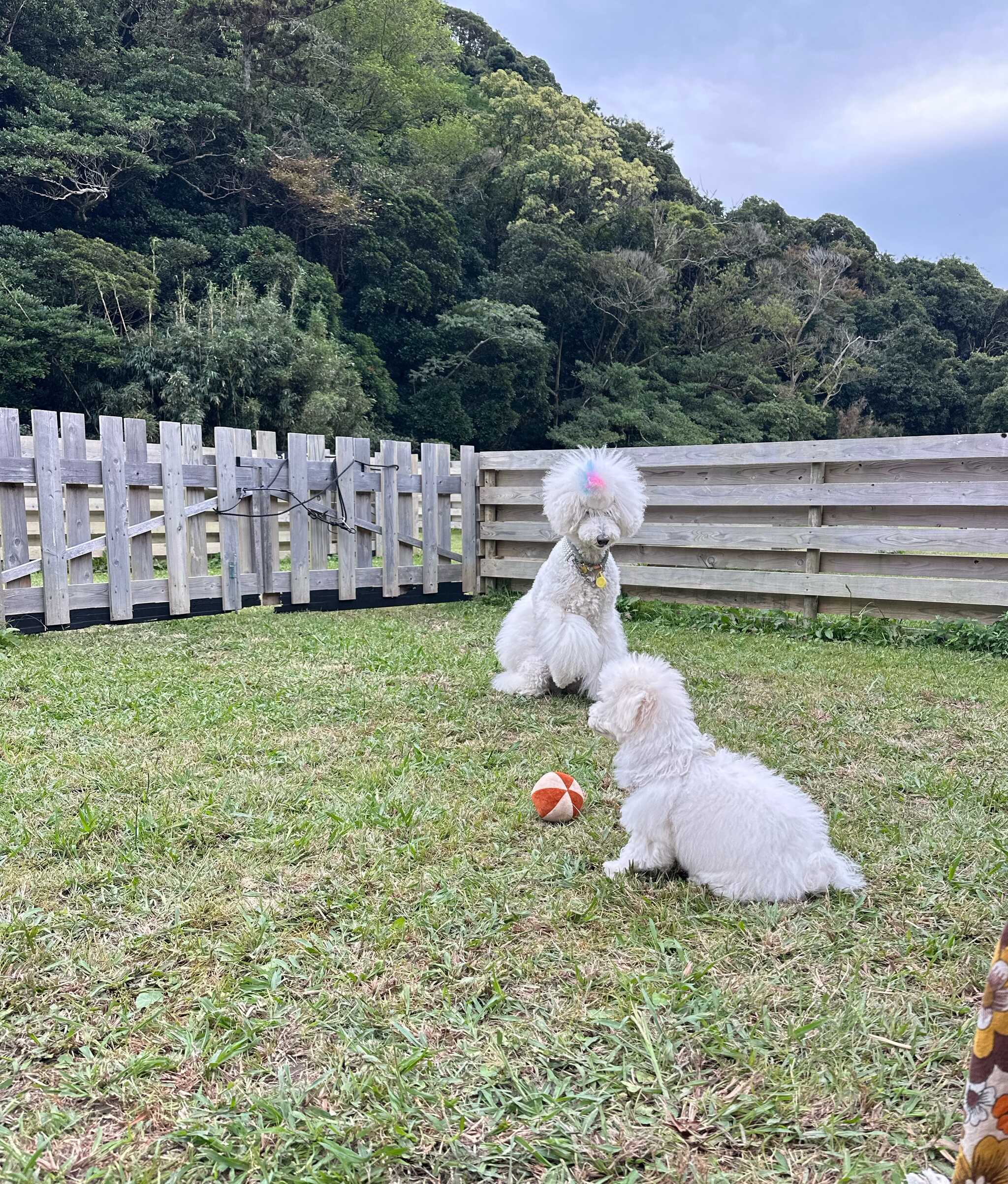 ドックフリー