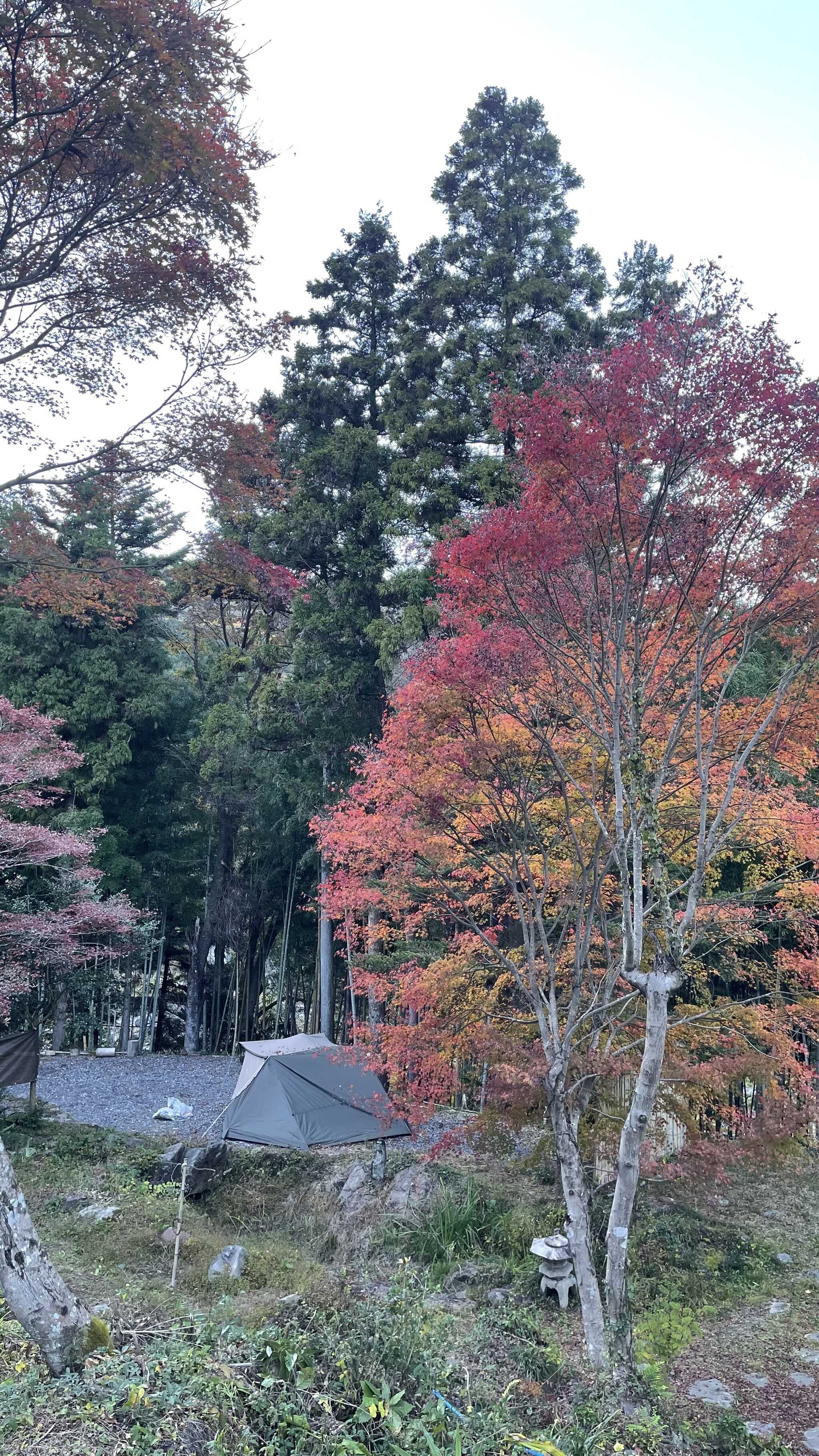 紅葉とサイト
