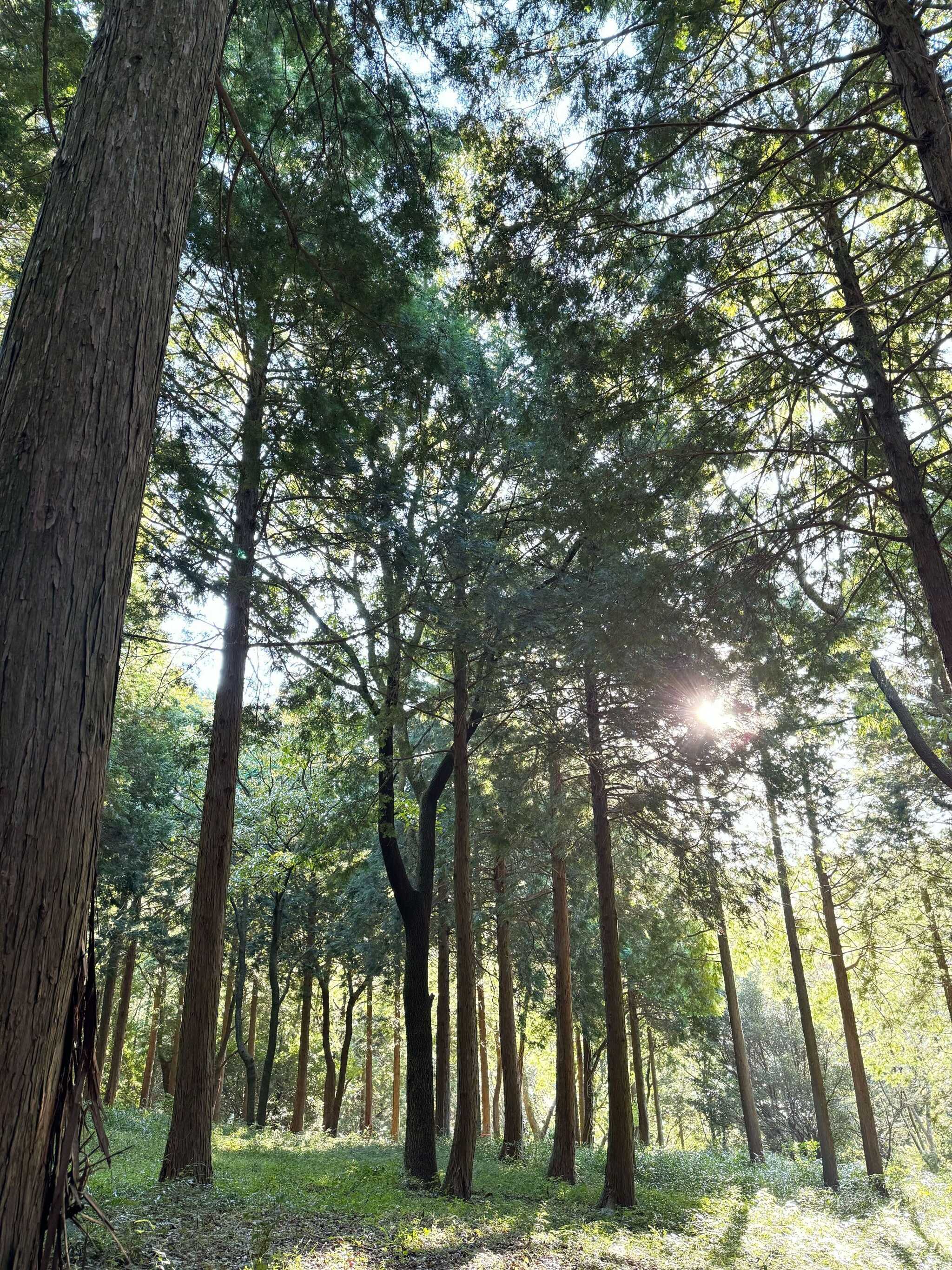 森エリア