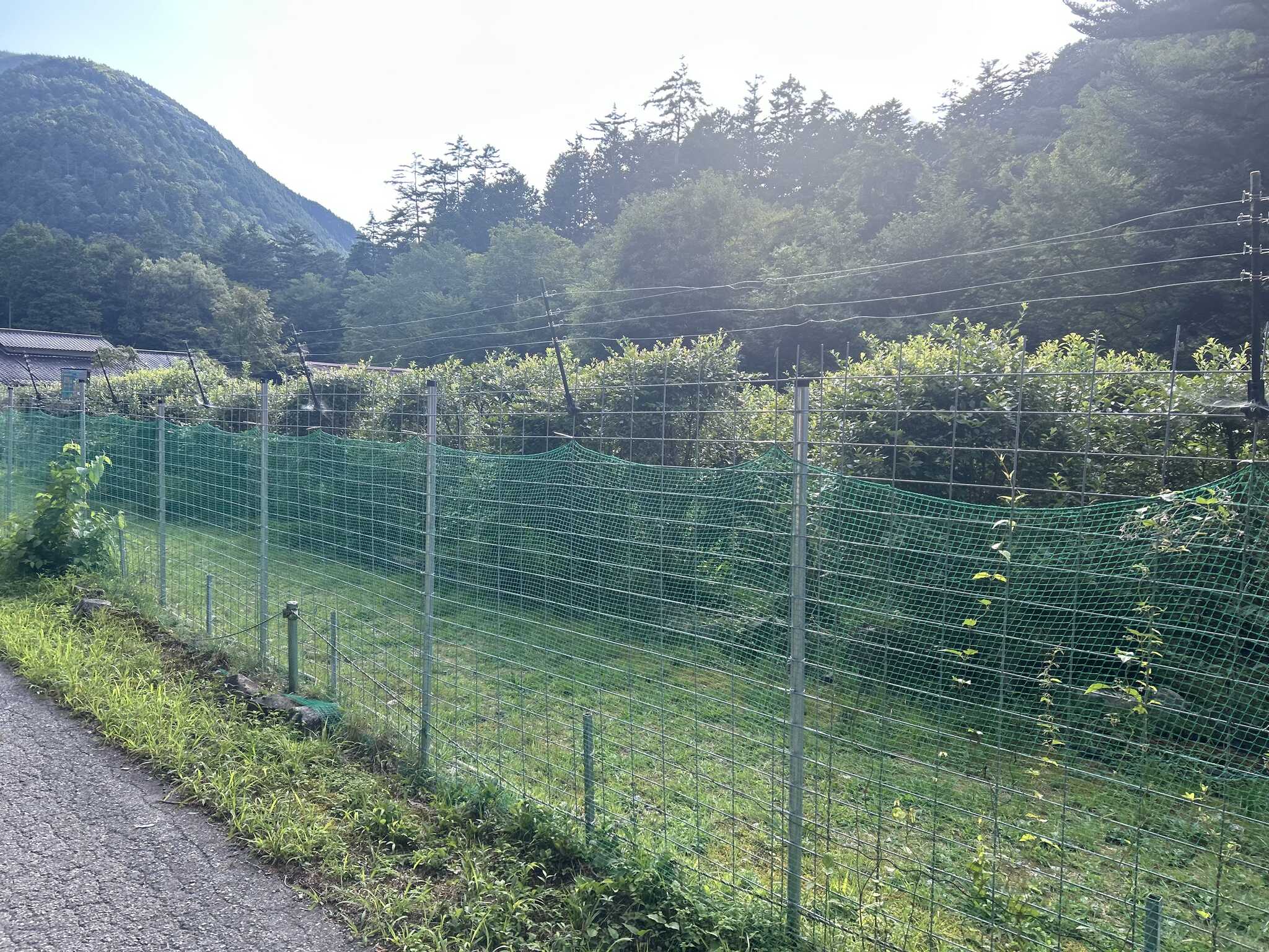 ブルーベリー畑