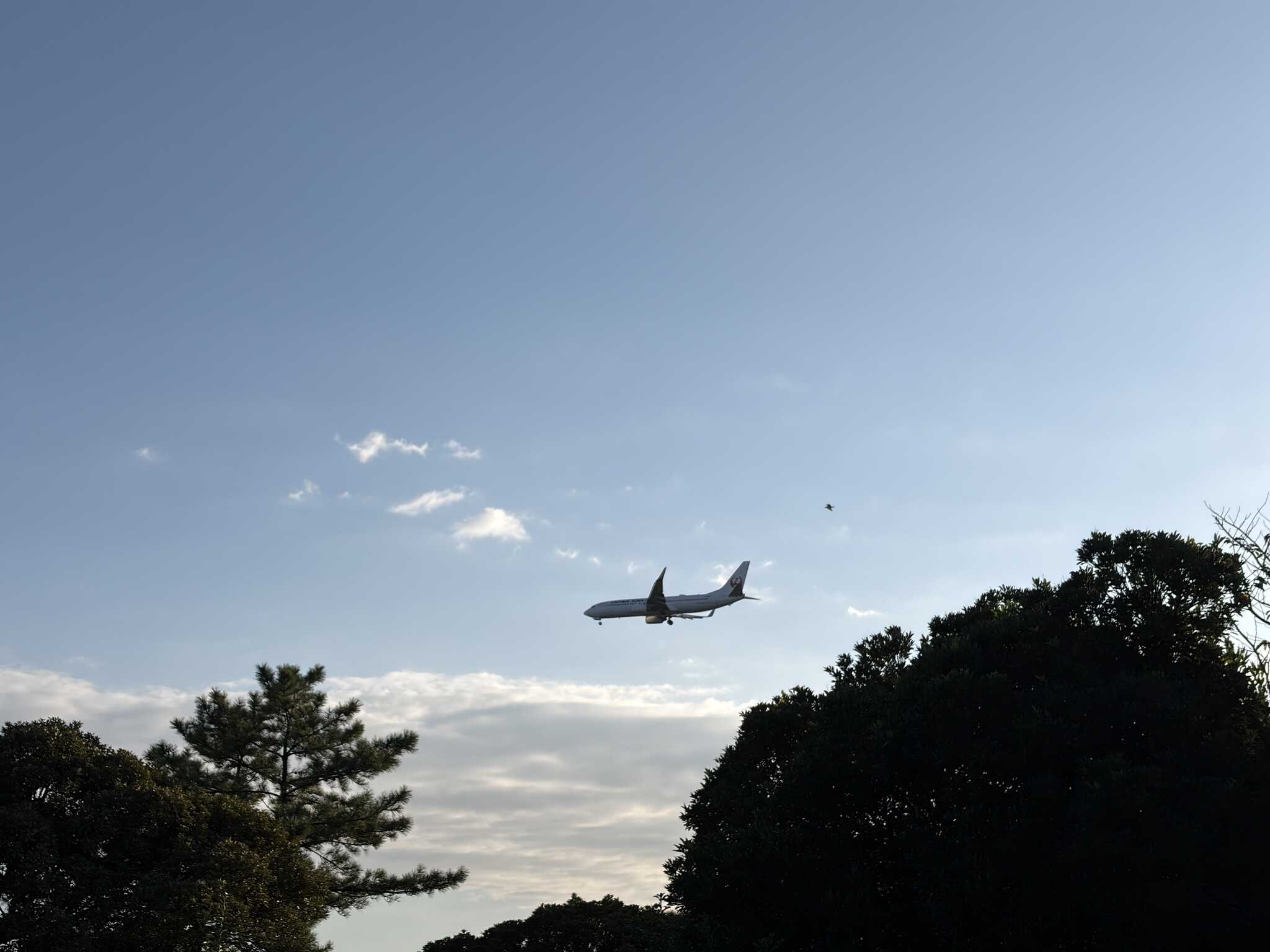飛行機がめっちゃ近く飛んでます!