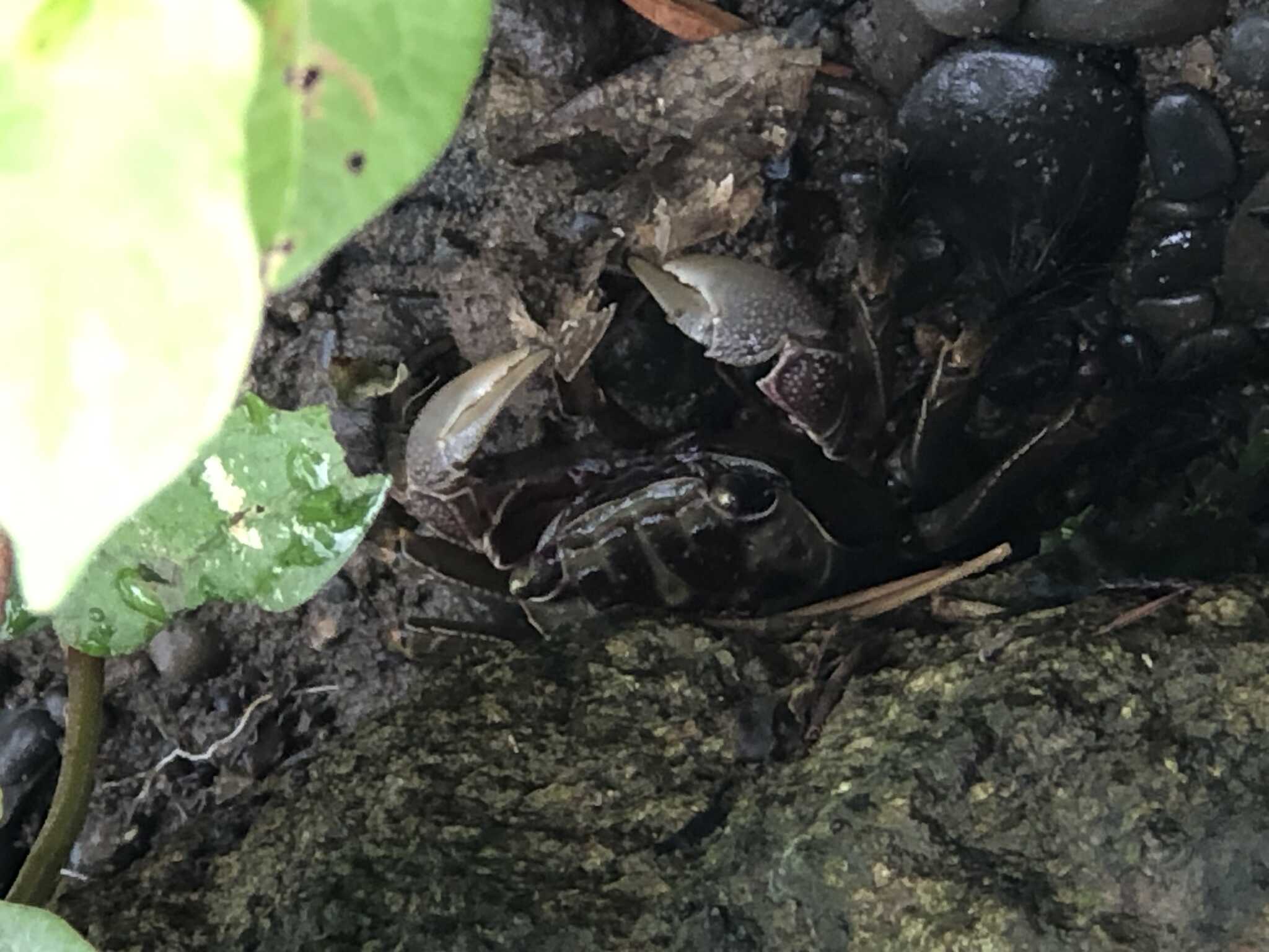 河辺のカニ