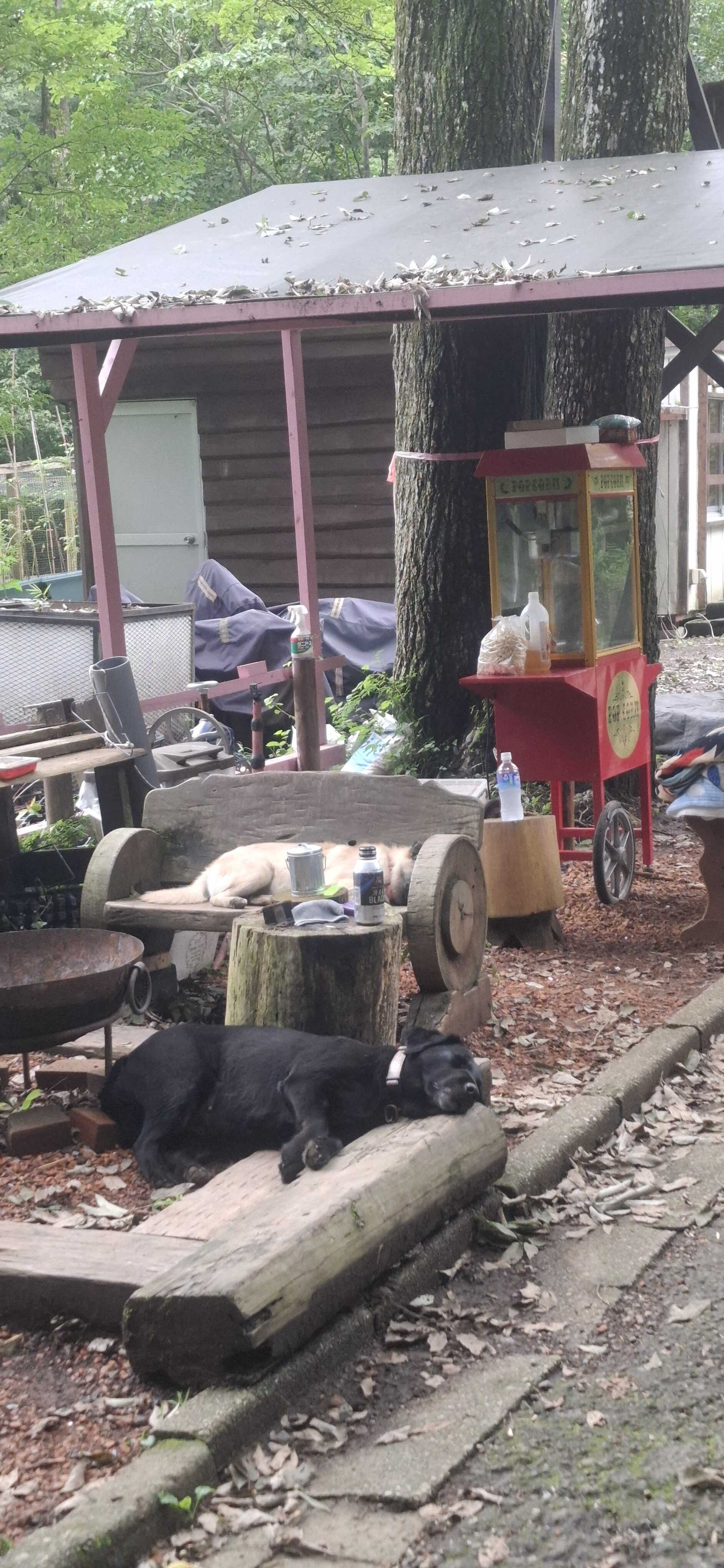 犬が普通に寝ています。