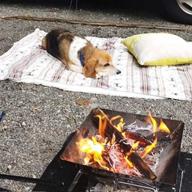ペットも一緒に楽しめます