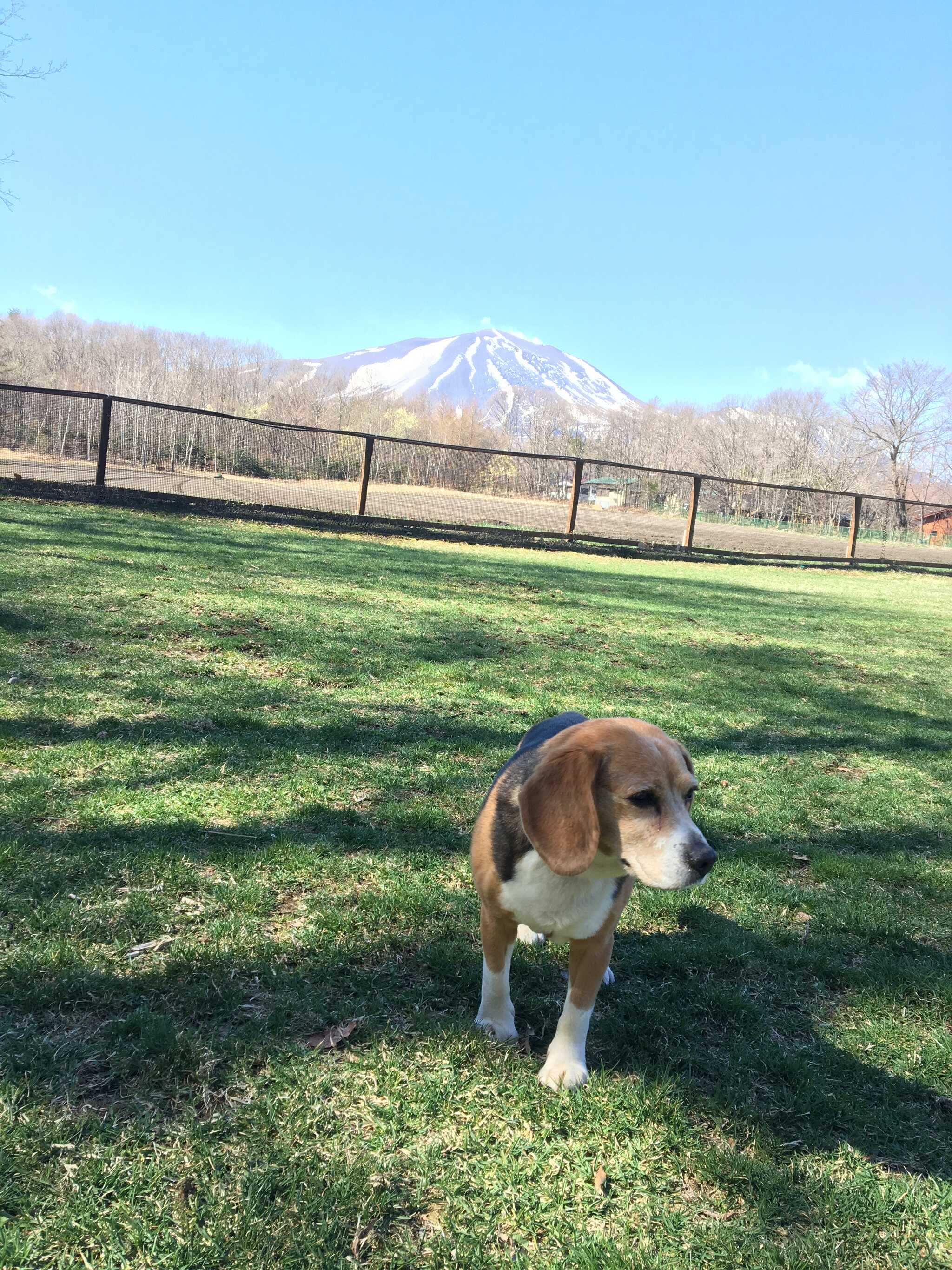ドッグラン広いです!