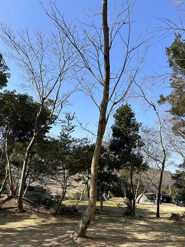 樹木レイアウト