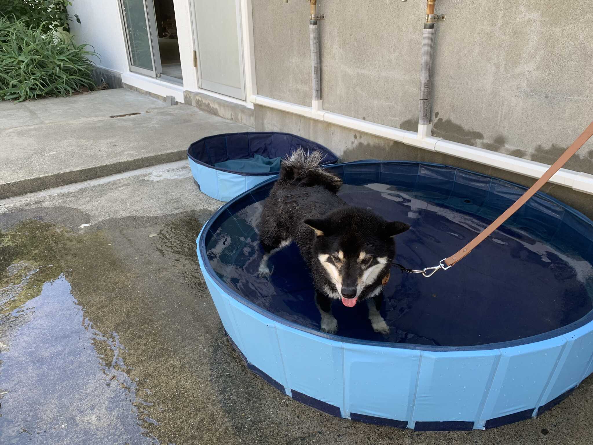 犬用プール